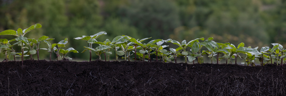 土壤有效钾降低的原因：微生物、植物吸收和土壤因素的影响