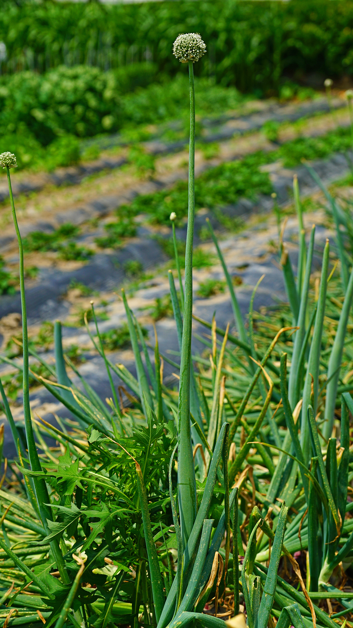 onion sprawled with white flowers