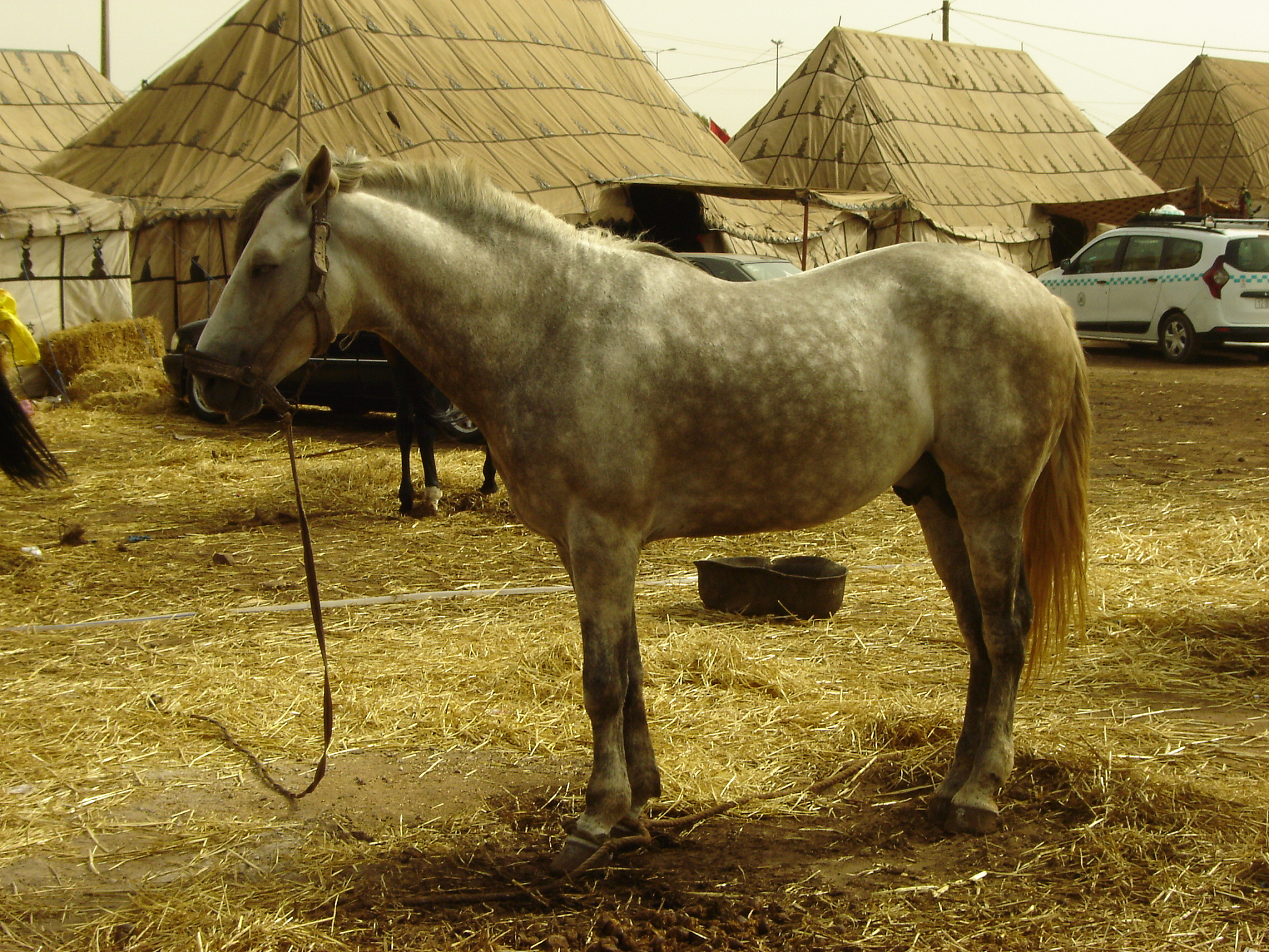 chevaux
