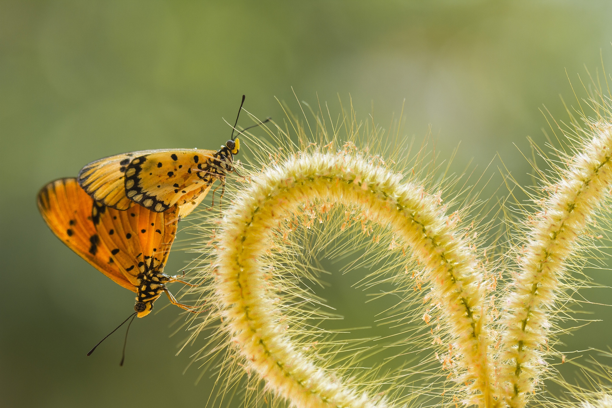 close-up of butterflies on plant stem