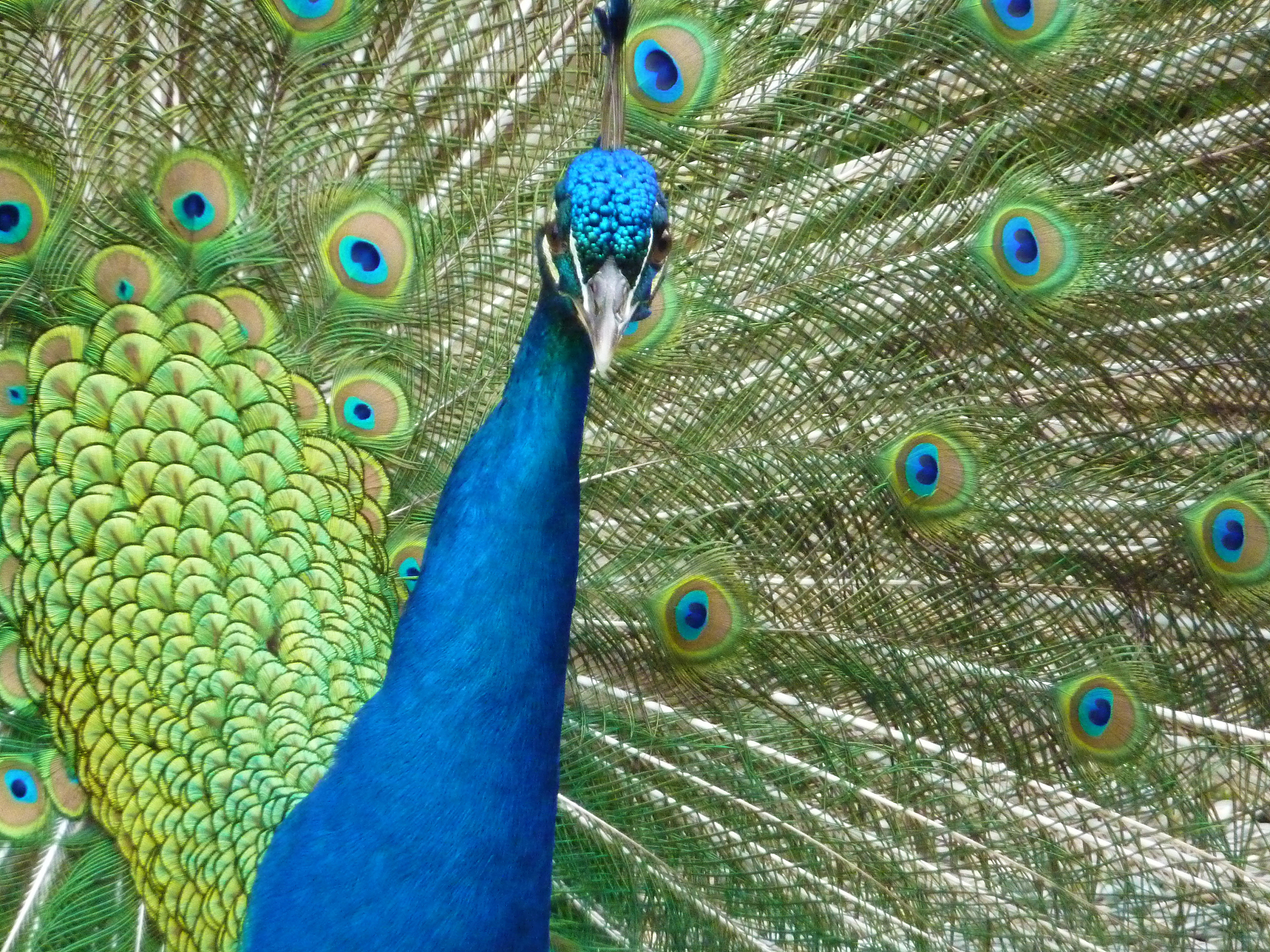 孔雀怎么求偶的