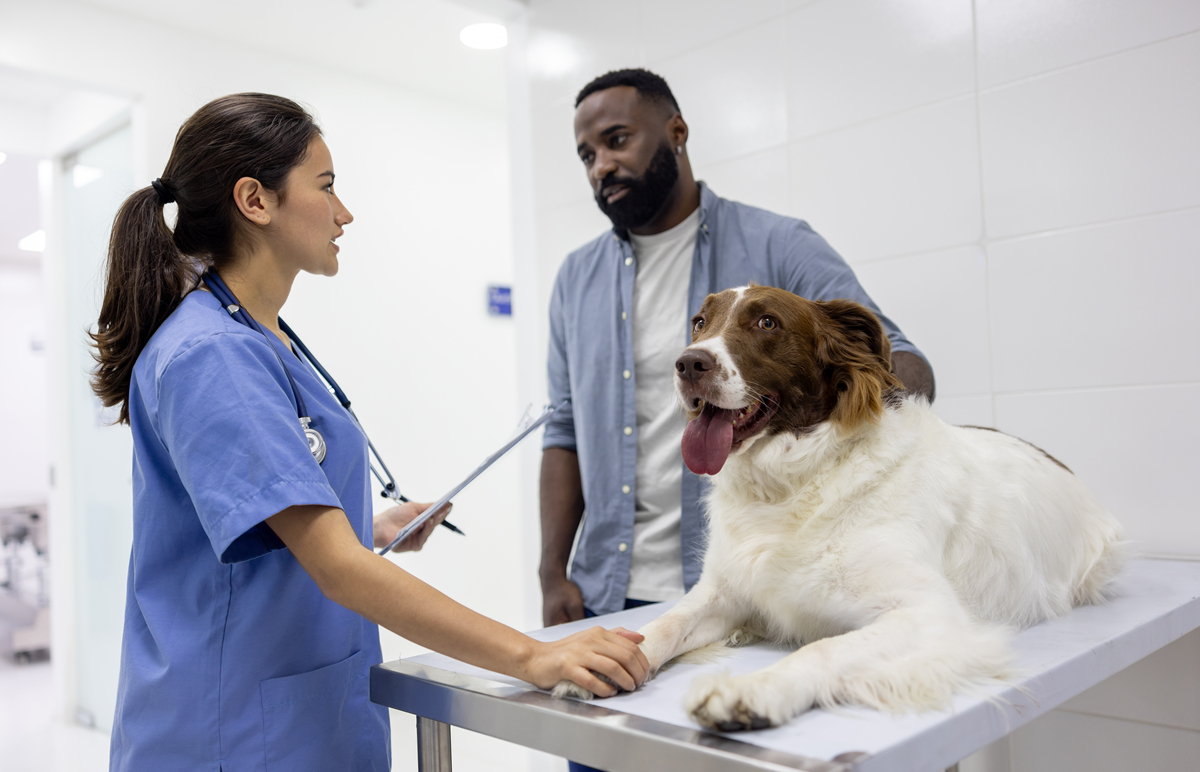 狗狗吃了硬物刮破肠子？紧急应对指南！