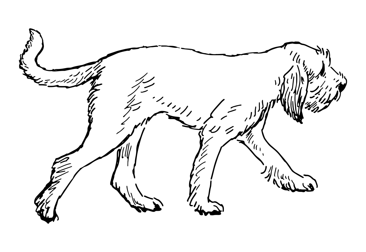 中国一共有多少狗的种类