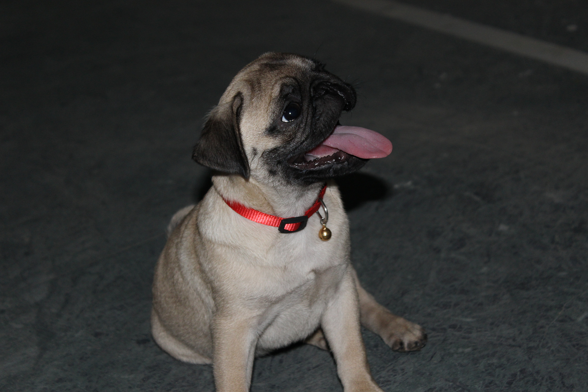 ASoul冷笑话：嘉然、向晚、贝拉和乃琳的迷宫之旅