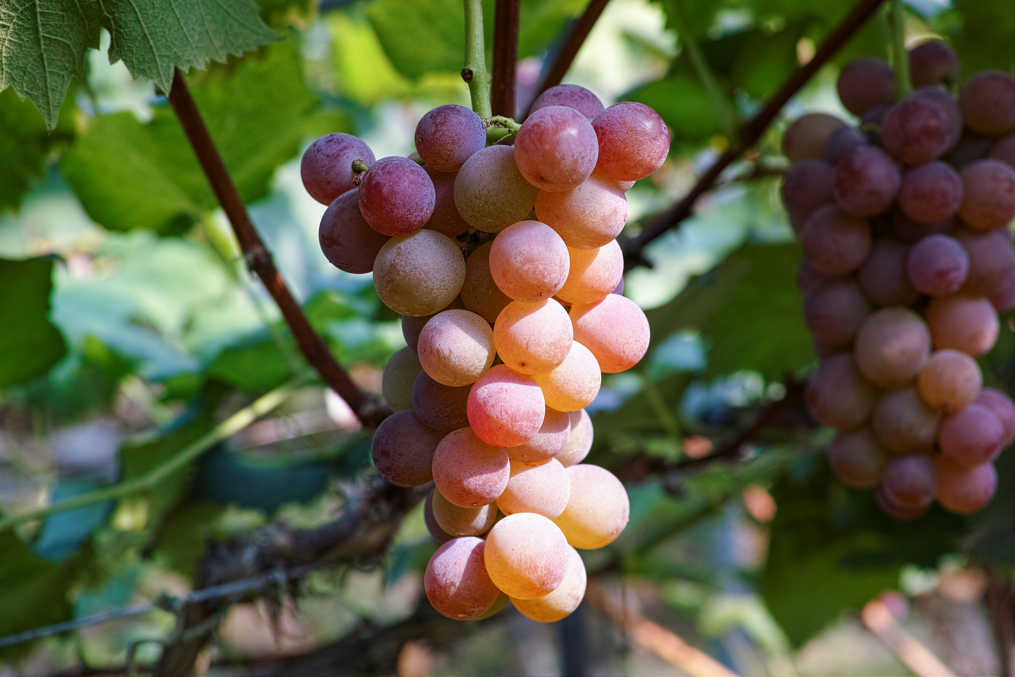 葡萄是热性还是凉性