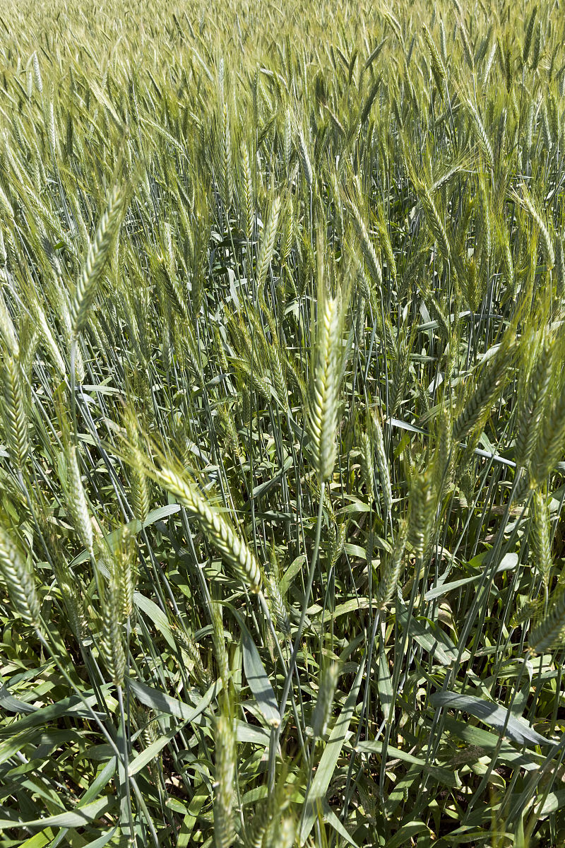 西安长安区小麦虫害发生特点及防治策略研究综述