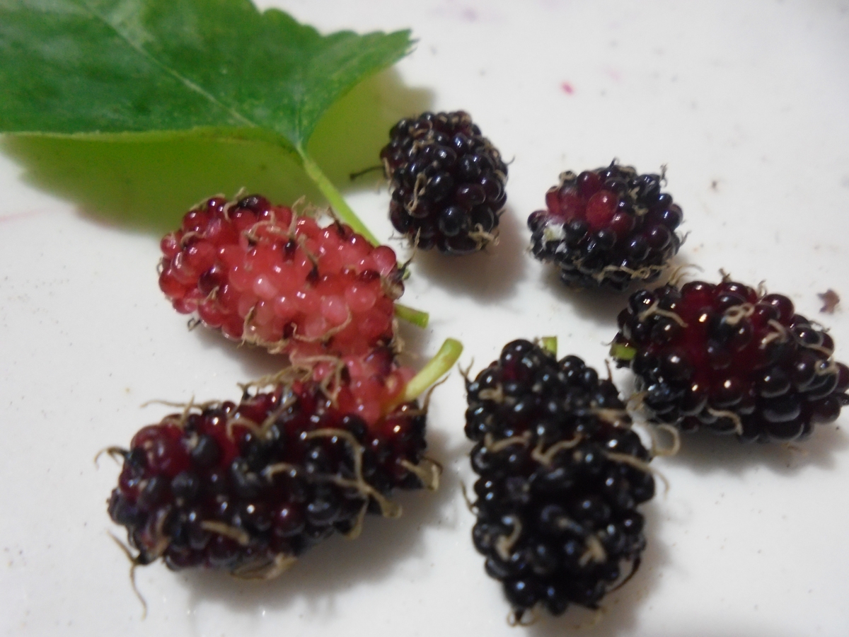 桑葚泡酒有虫子还能喝吗？专家教你如何判断！