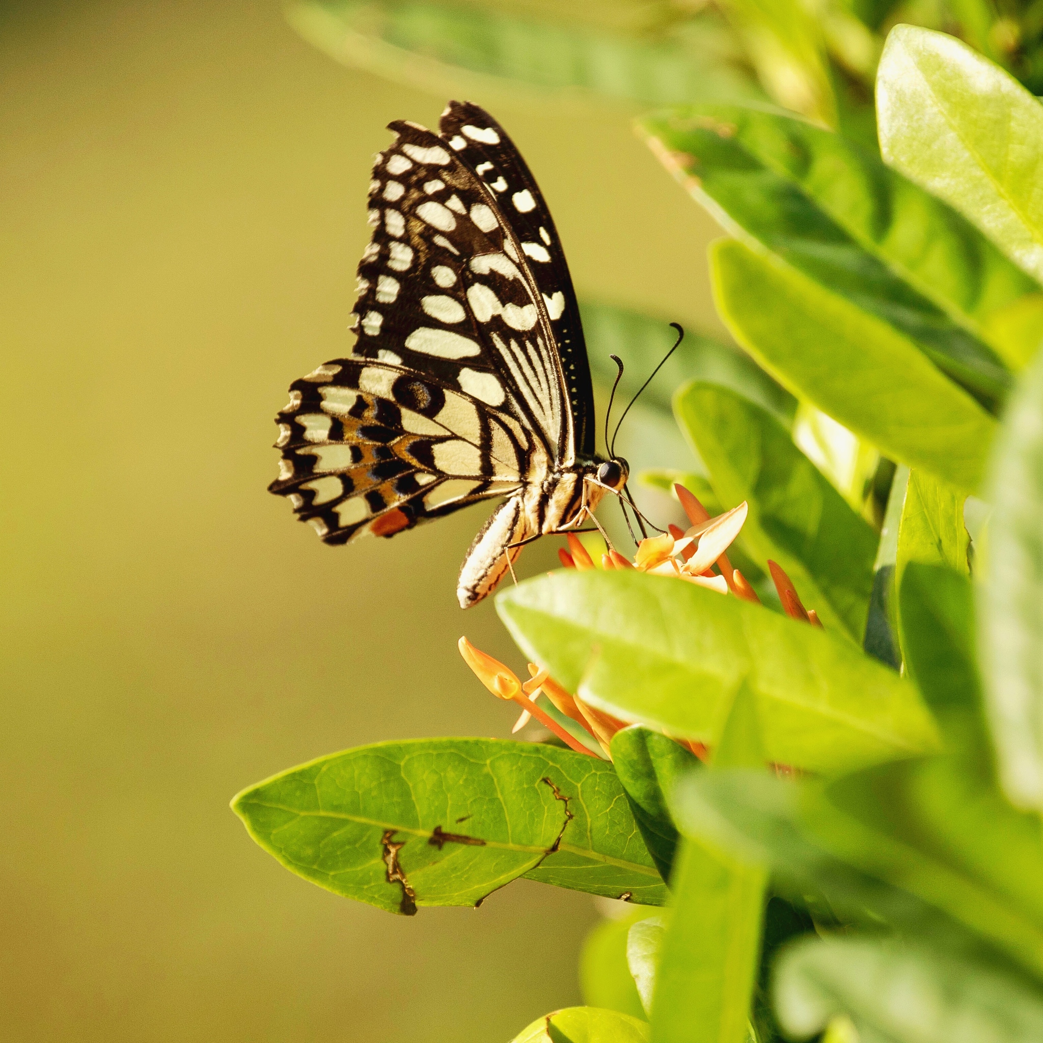 玩达摩这个英雄给它取个幽默的名字