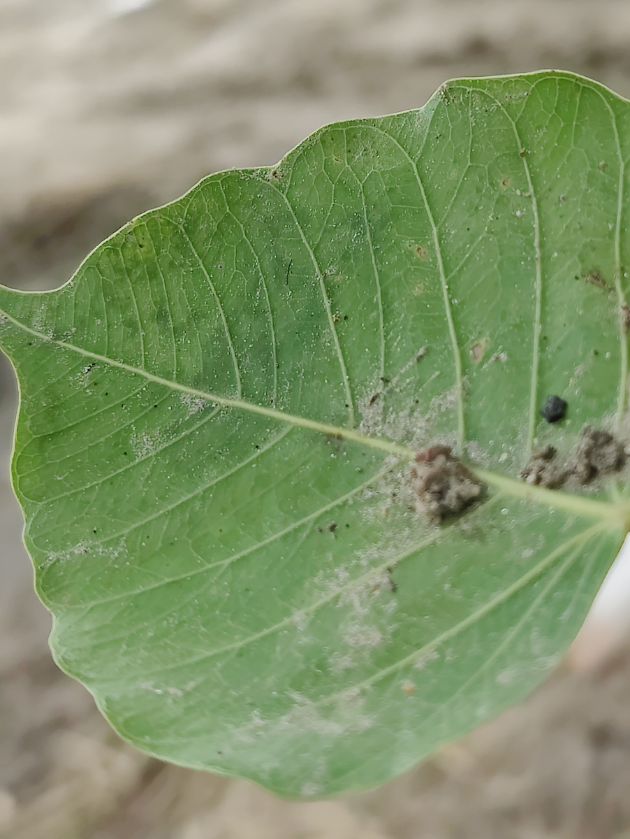 大豆叶子发黄怎么办？有效解决方法！