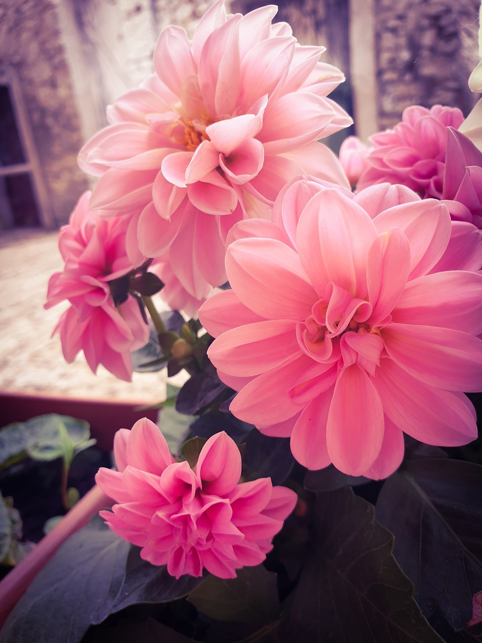 用唯美意境形容粉色叶瓣规则的向四周放射状花盛开的摄影图片