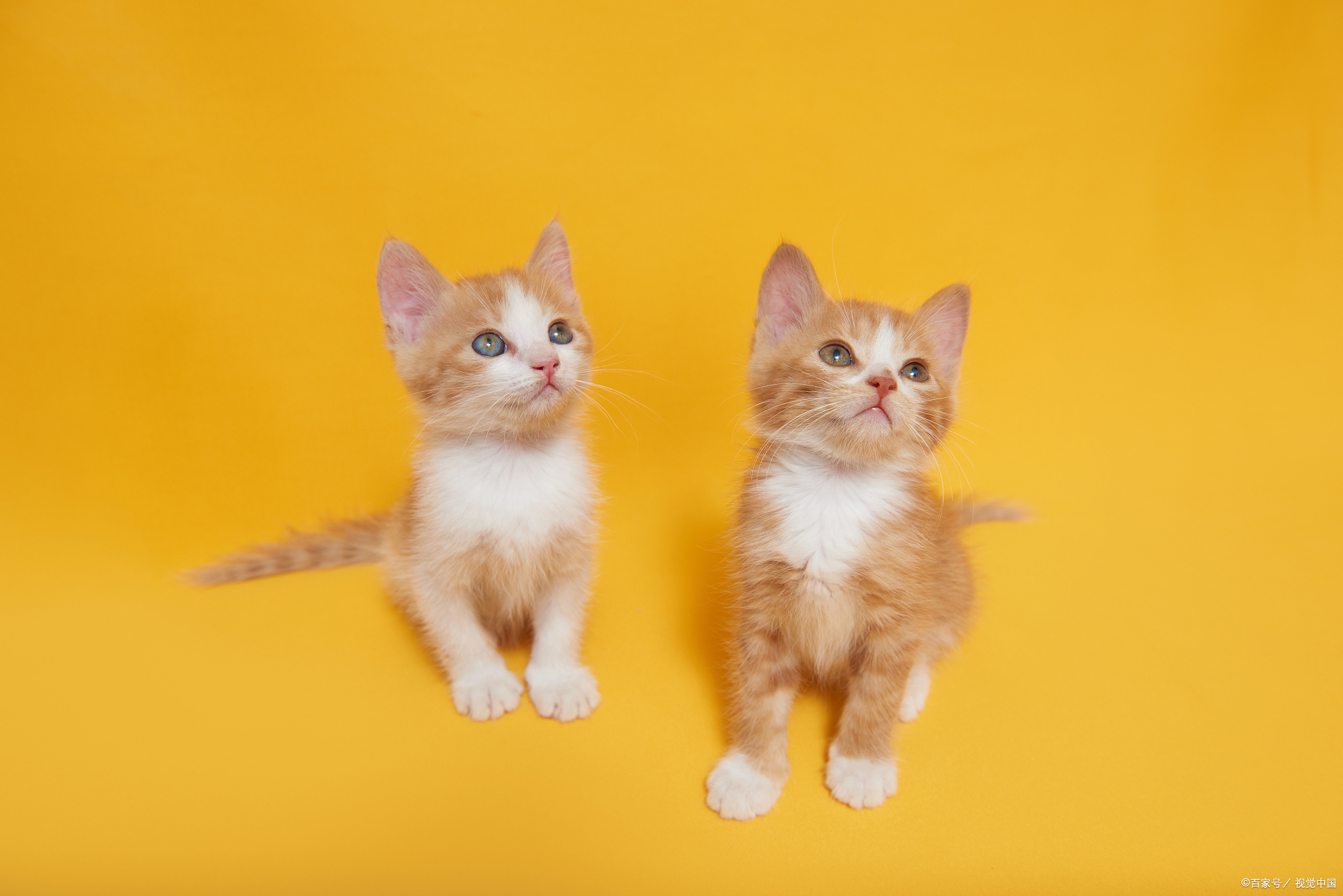 猫咪的睡眠时间是多少