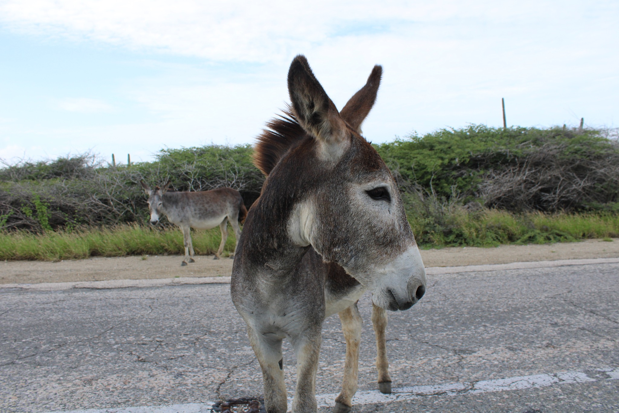wild burro