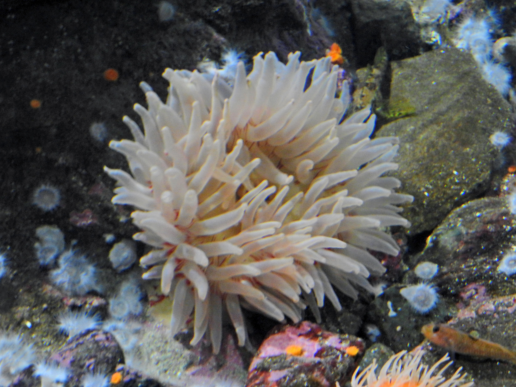 white sea anemone