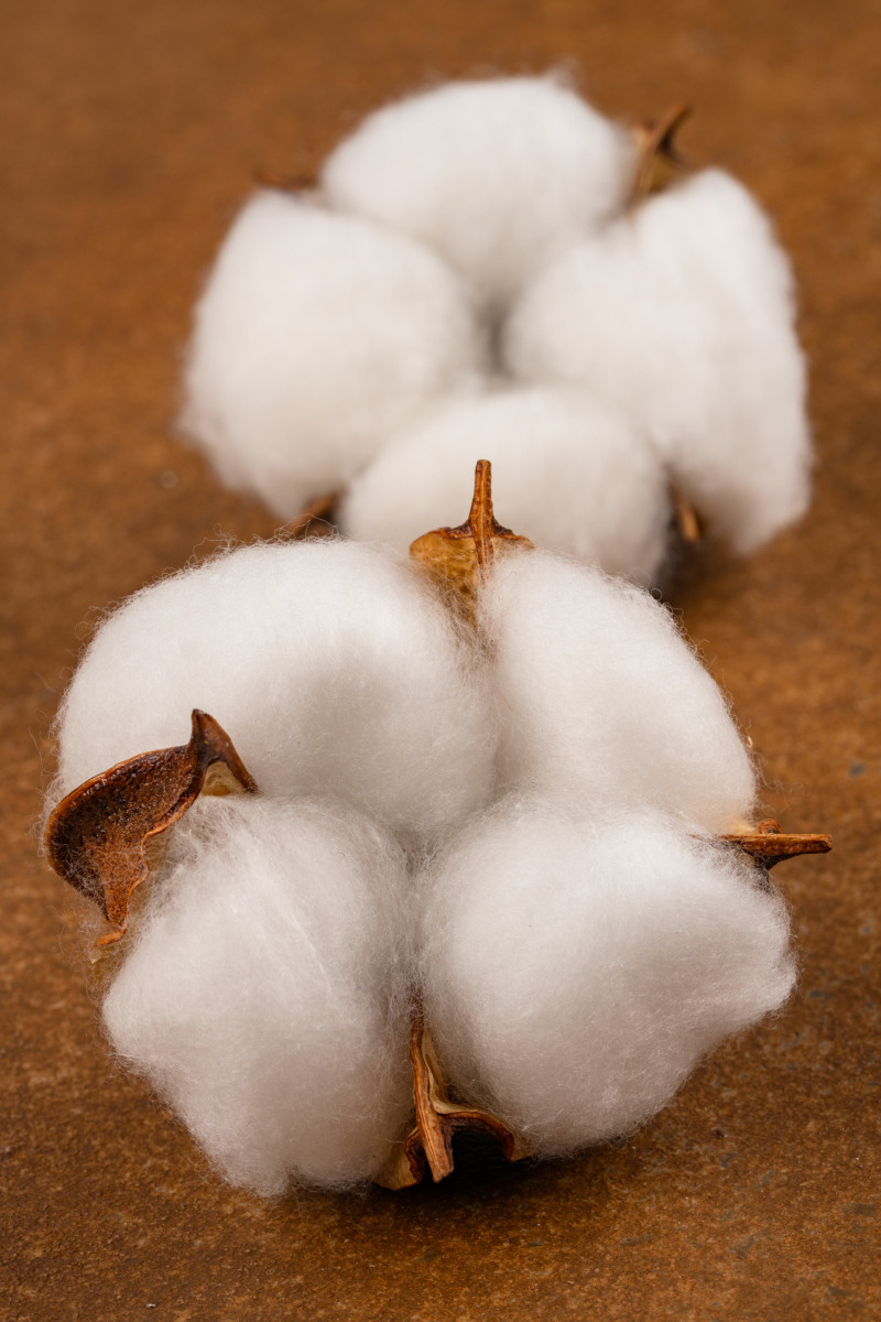 纤维棉和硬质棉有什么区别