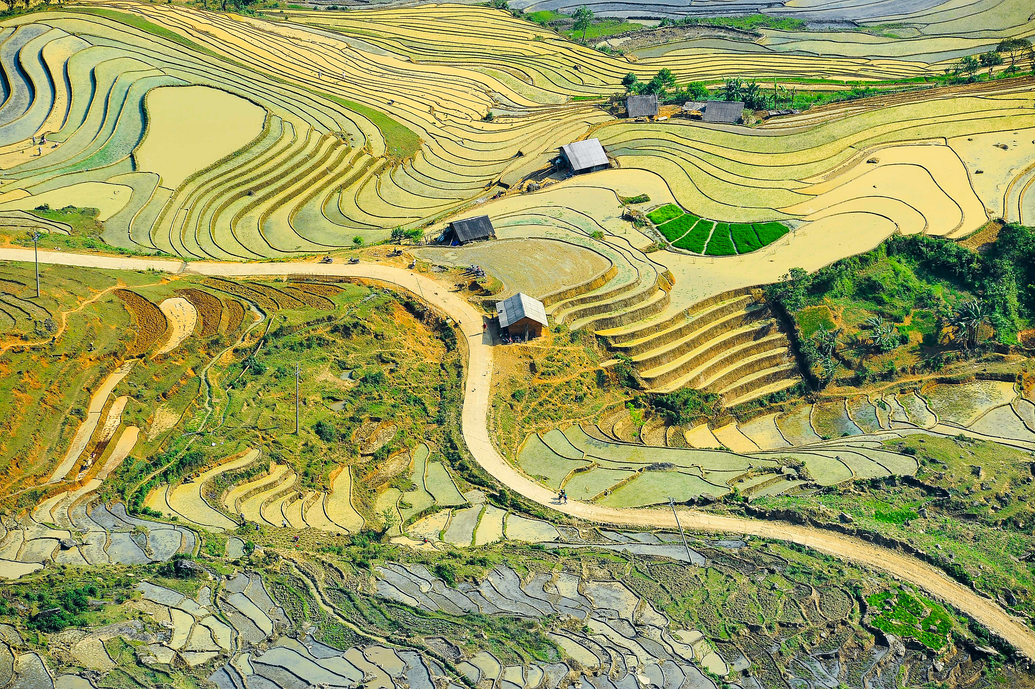high angle view of rice paddy on field