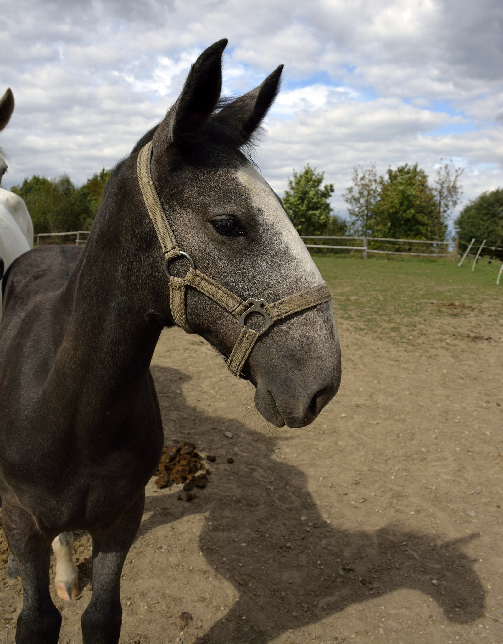 horses on the farm