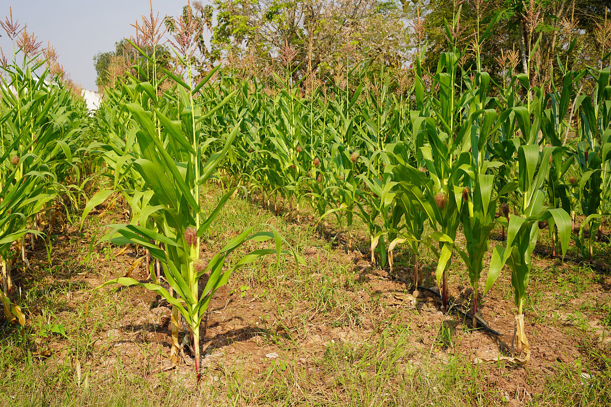 四川省凉山农业学校2019招生简章：电话、联系方式、报名指南