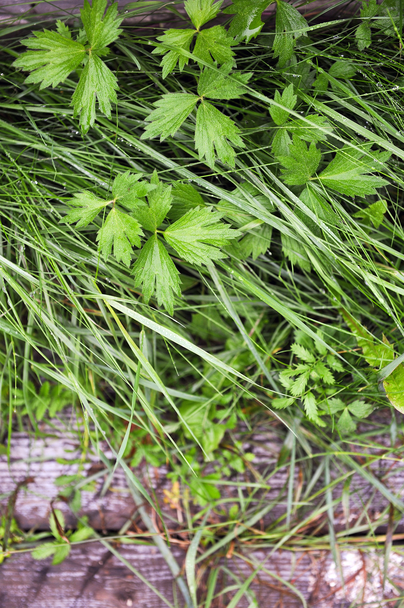 野把蒿的功效与作用，