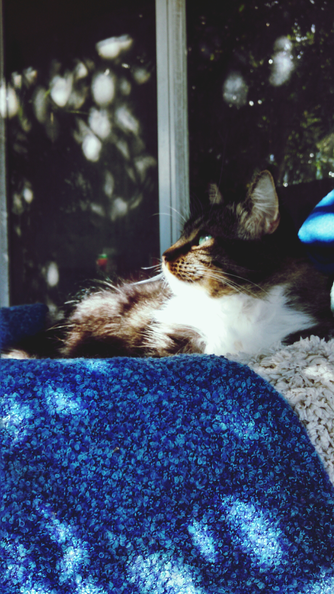 cat resting in pet bed