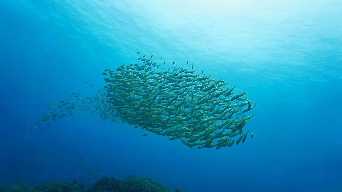 Deep Sea Diversity: How Heterogeneity Drives Unique Life