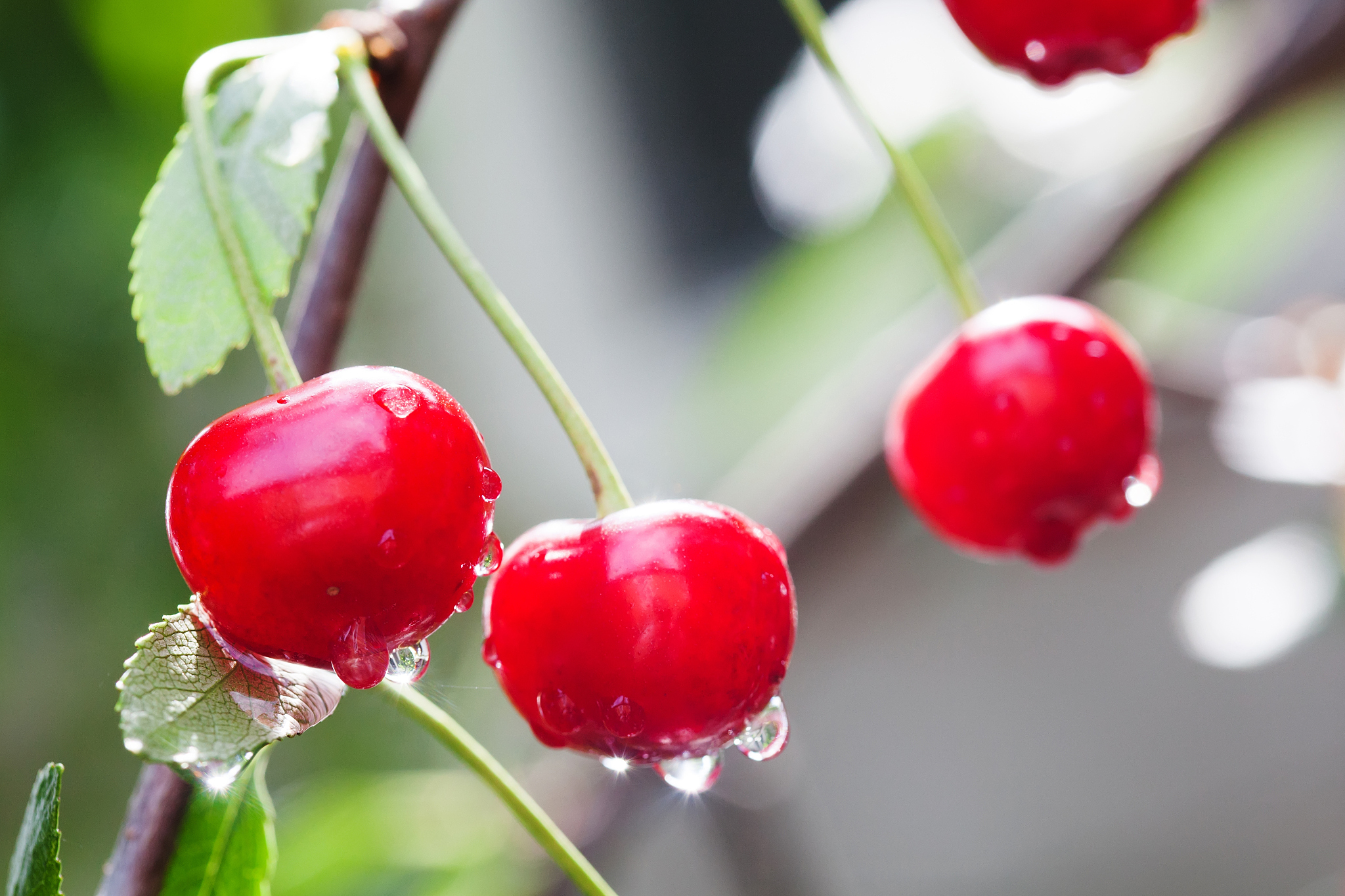 organic red cherry branch after rain. ripe berry fruit tree with