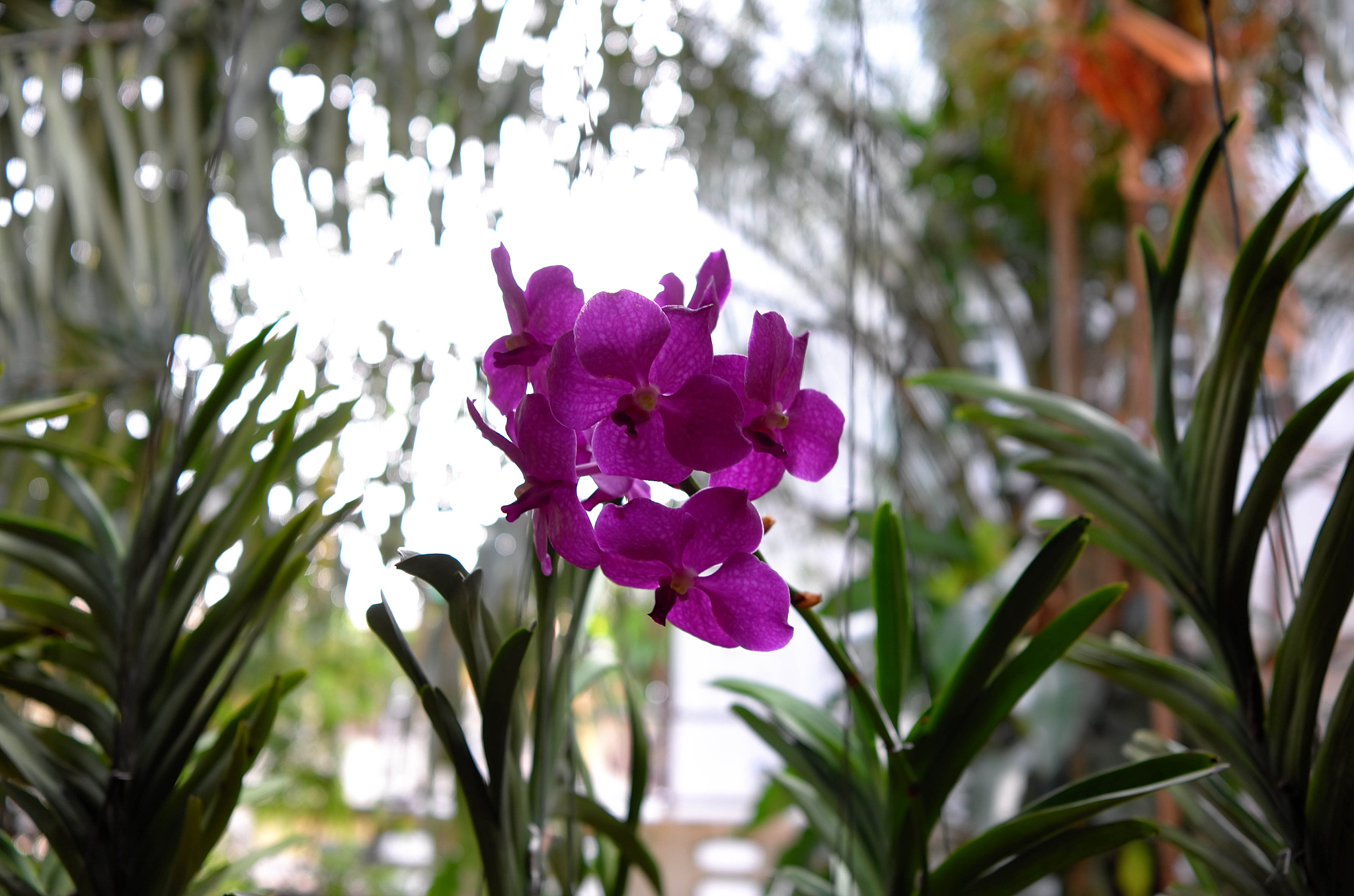 beautiful orchids