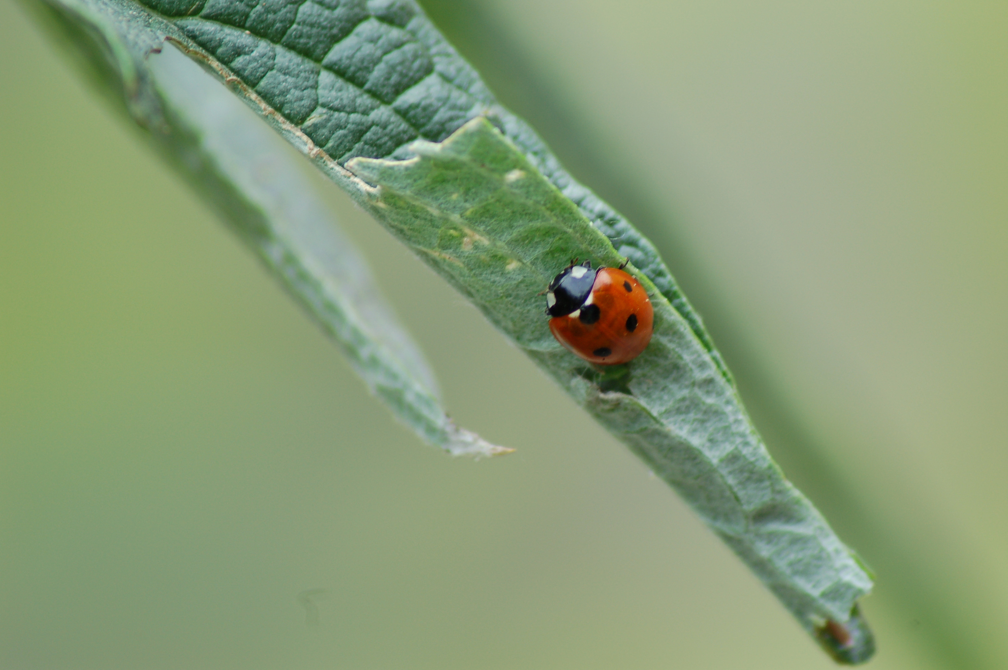 close-up of ladybug on leaf