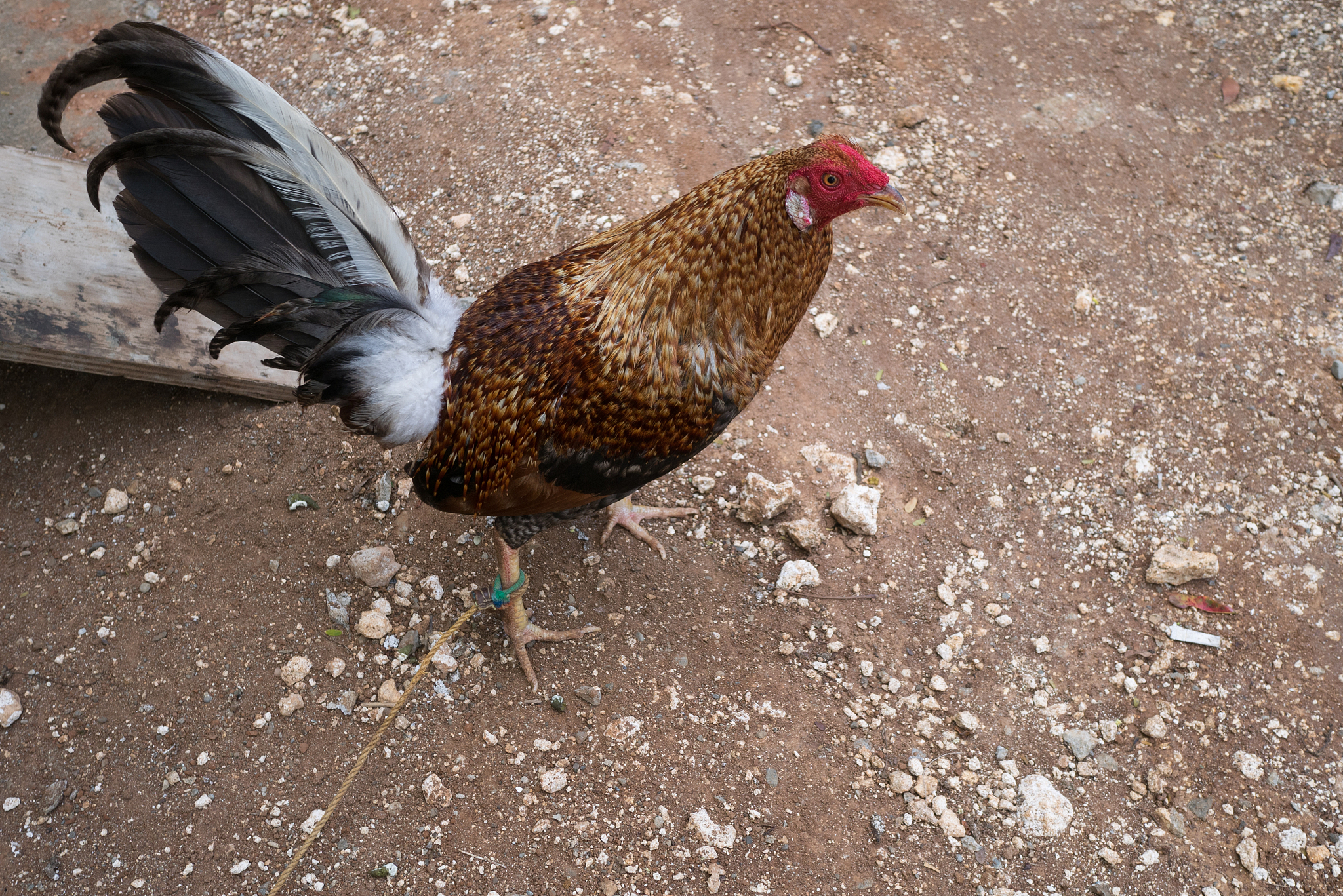 a chicken bird
