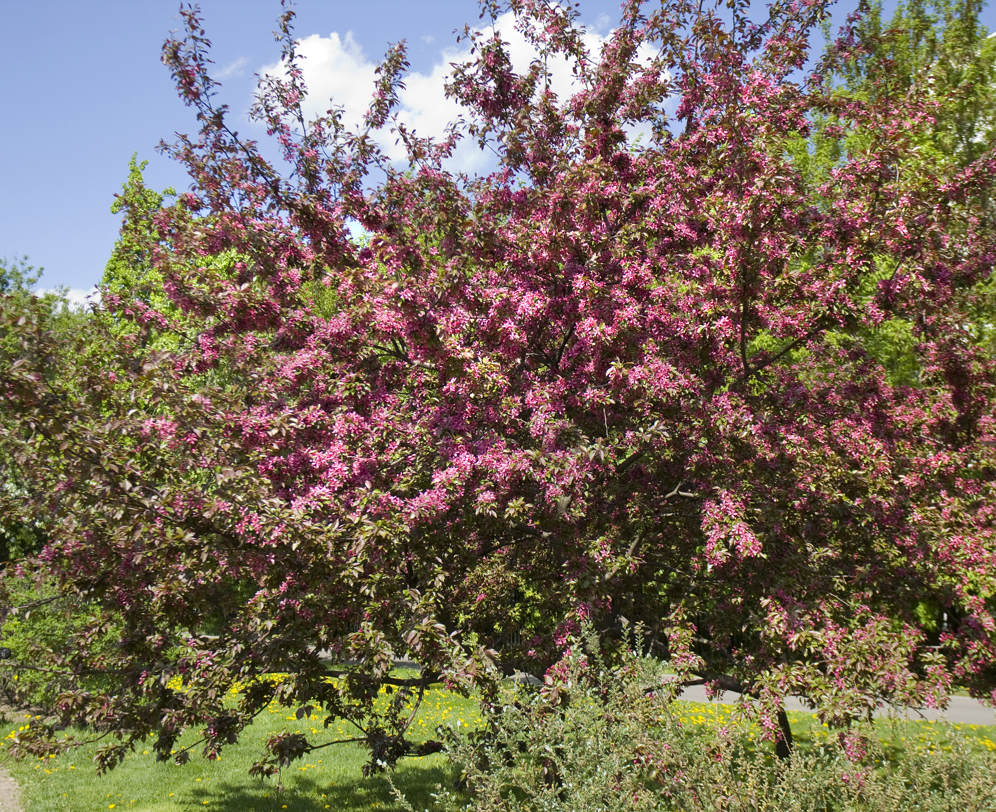 一棵小桃树分段