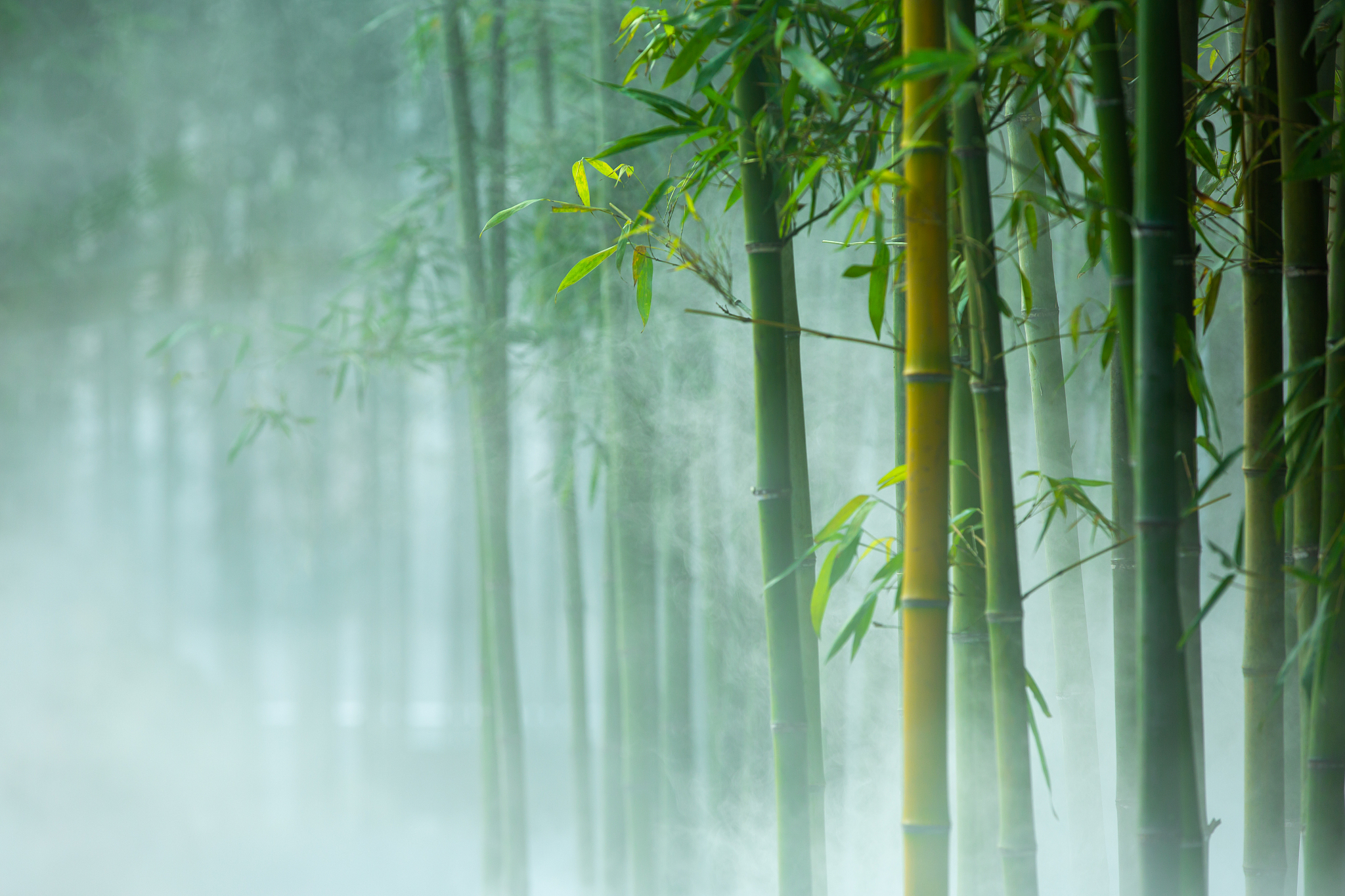 竹里馆：在静谧中寻找灵感