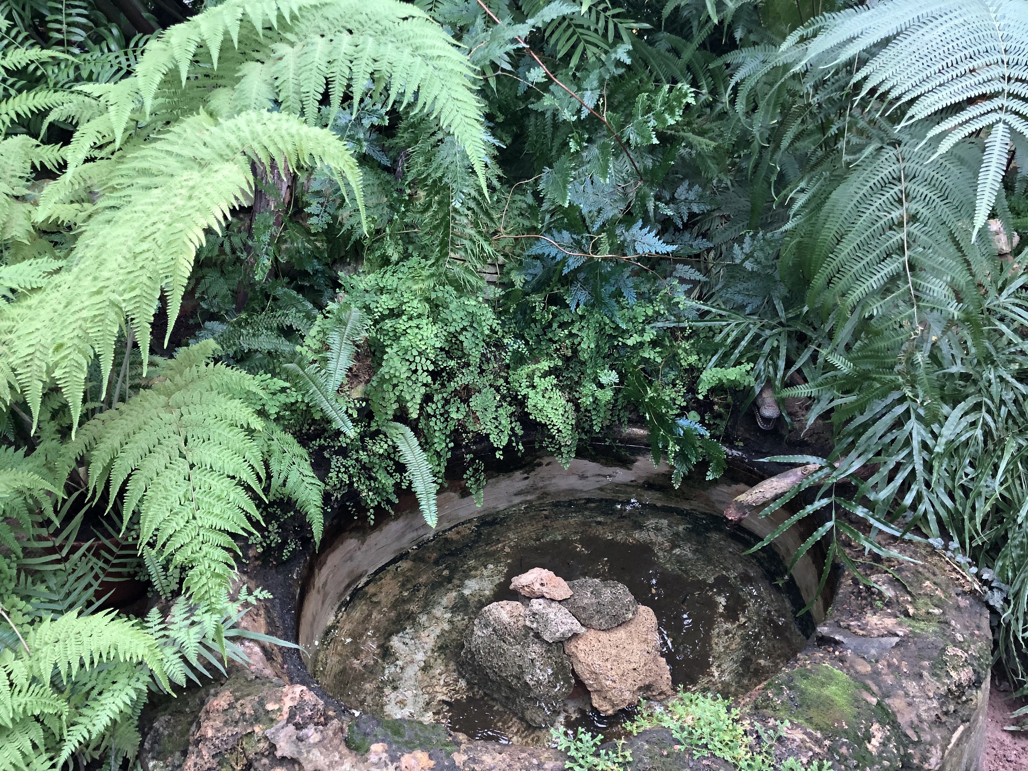 ANNALS OF BOTANY期刊详细介绍