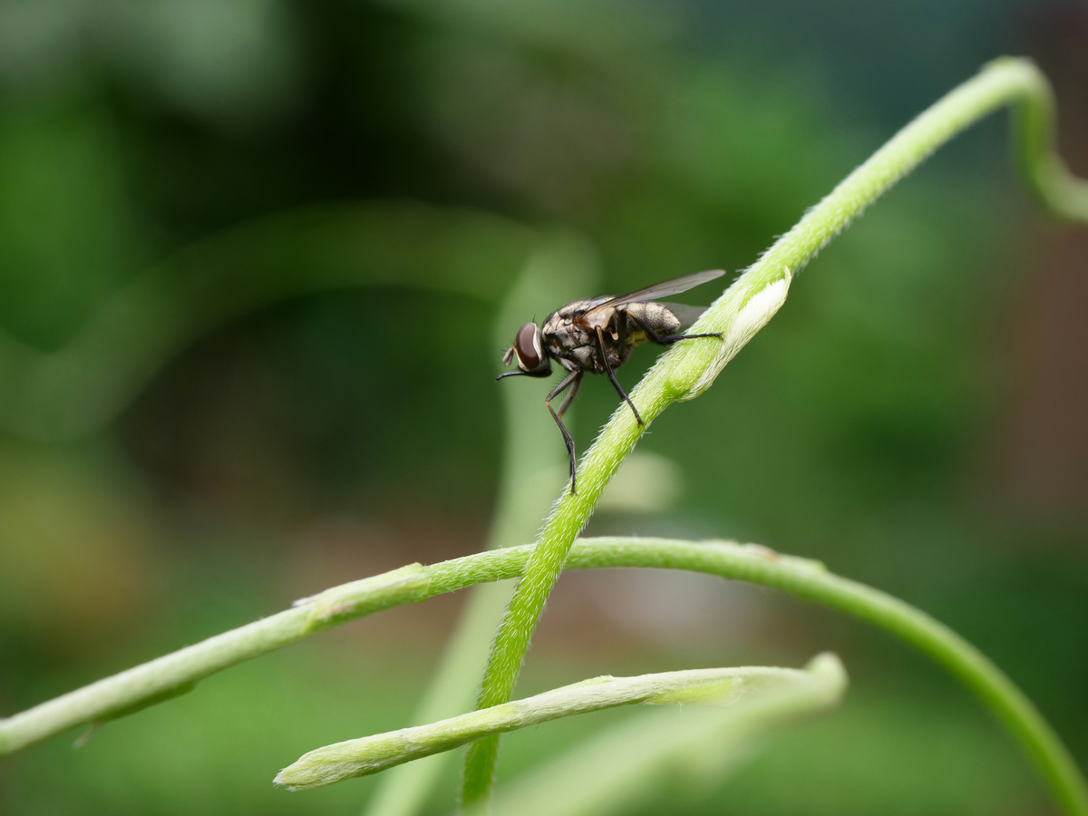 马蝇停留在植物茎上