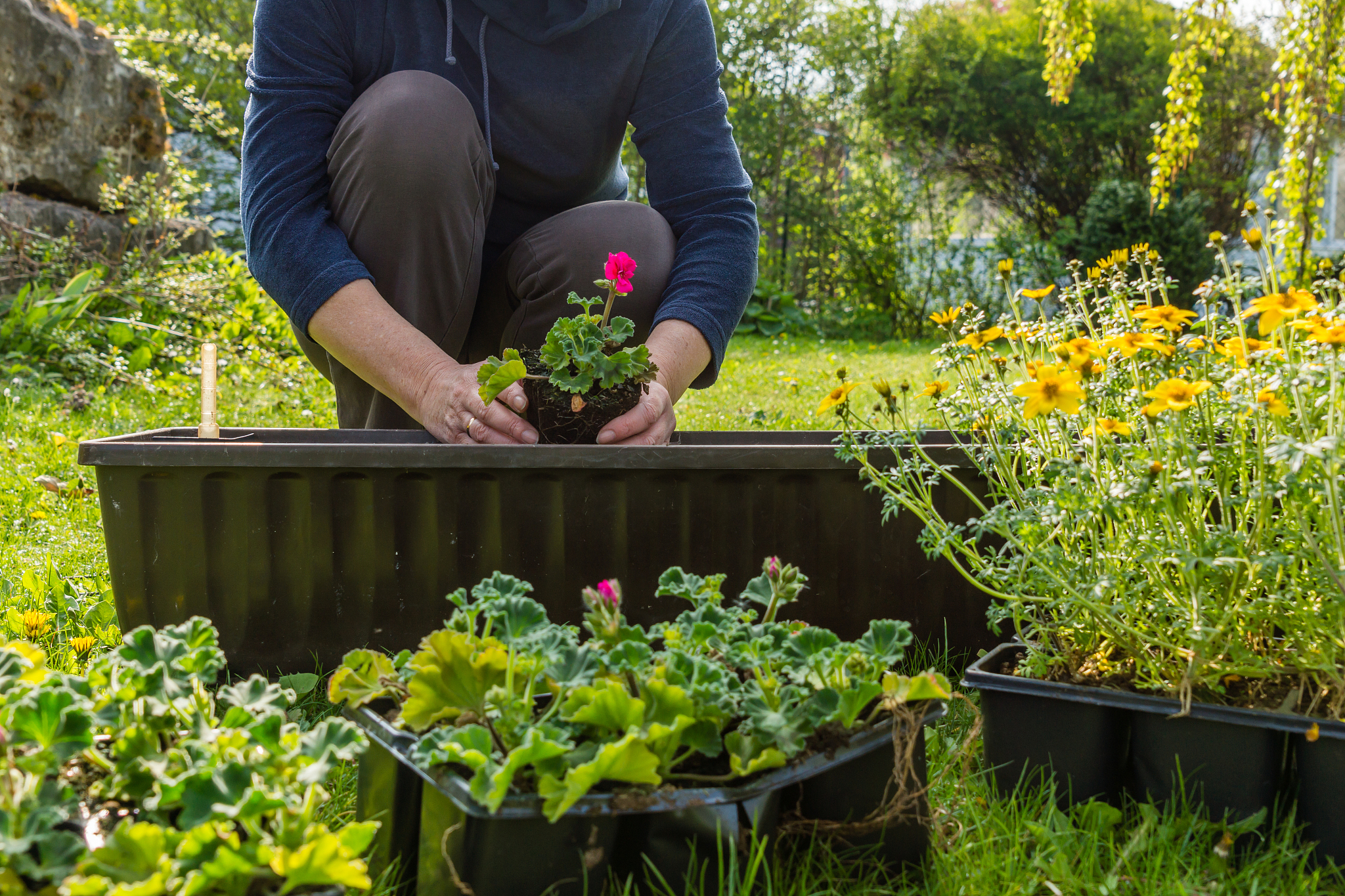 A Man Planting New Life in a Garden of Blooms: A Symbol of Innovation and Progress