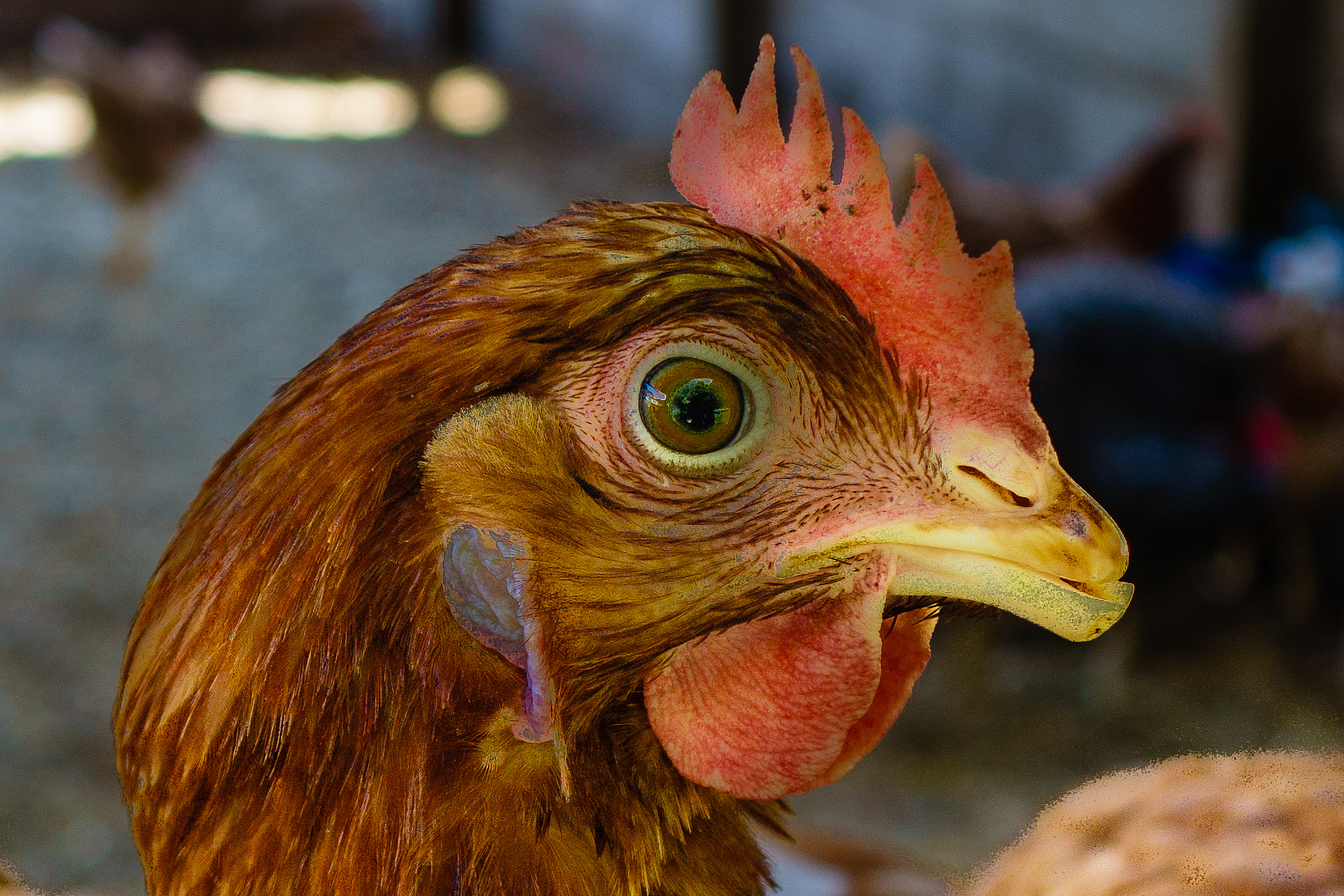 chicken