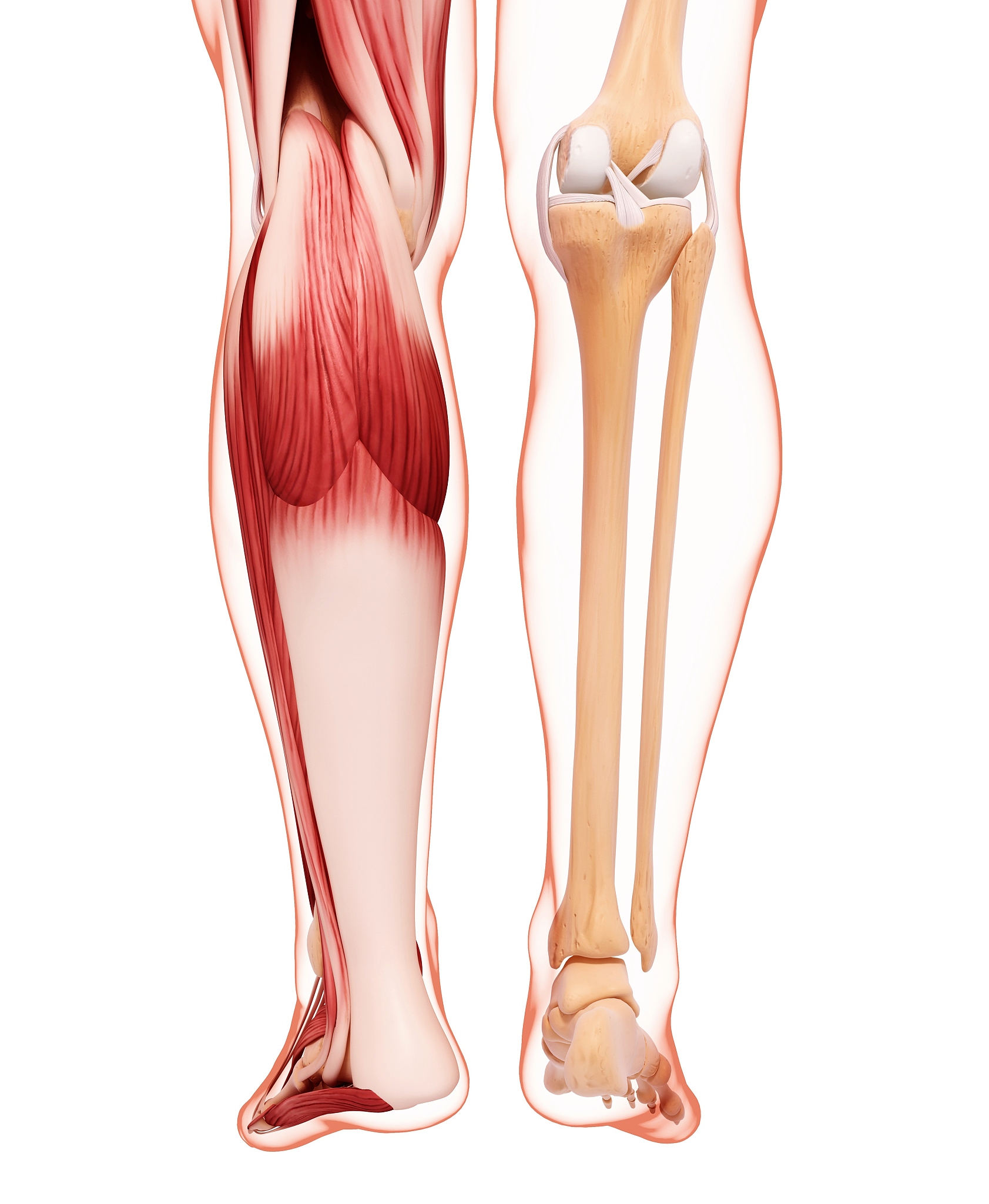 小腿变粗方法：简单易行，300字全攻略