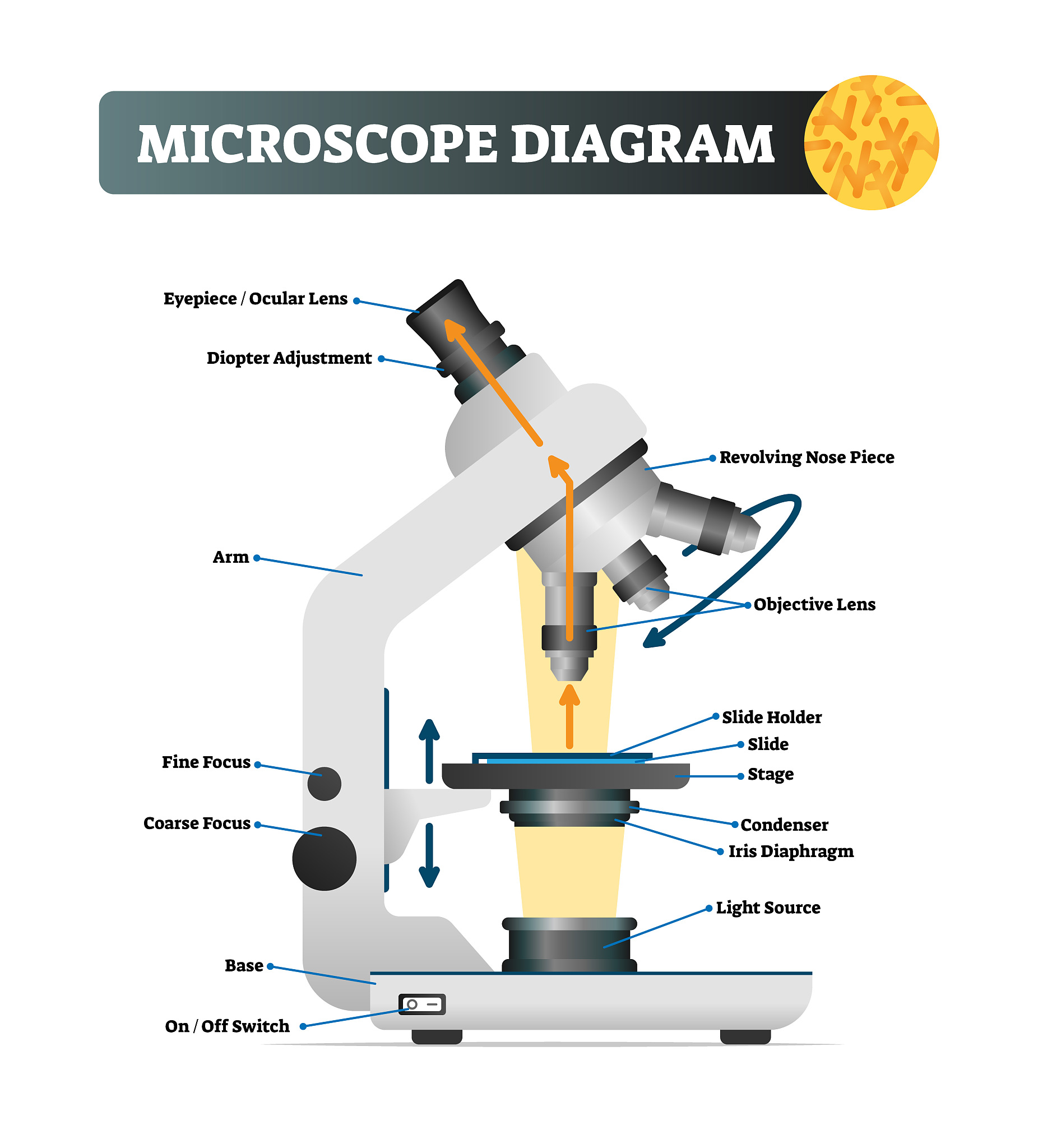 扫描电子显微镜发展历史