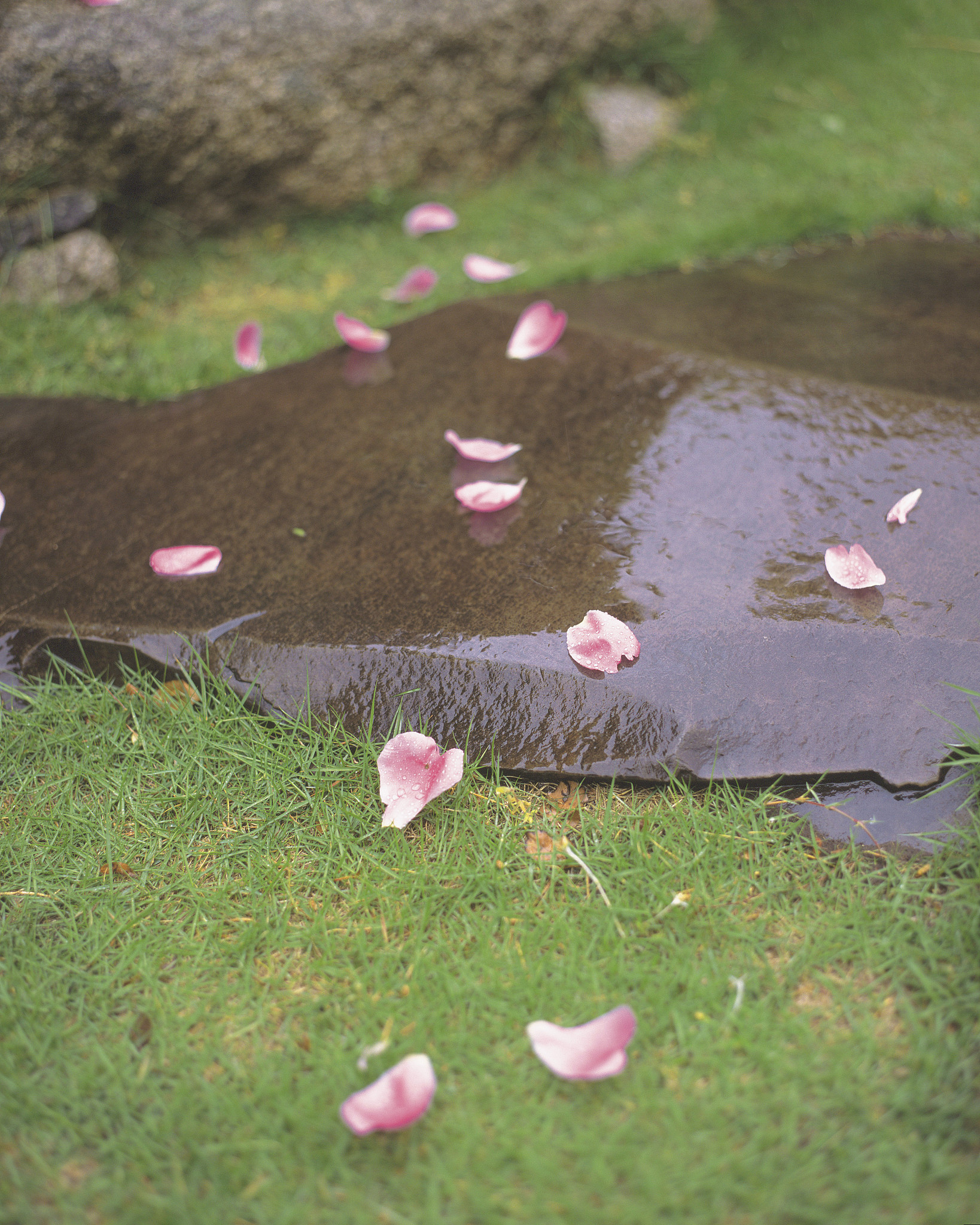 雨打花落残红去，楼心空对下雕栏：中年男人的伤感与追忆
