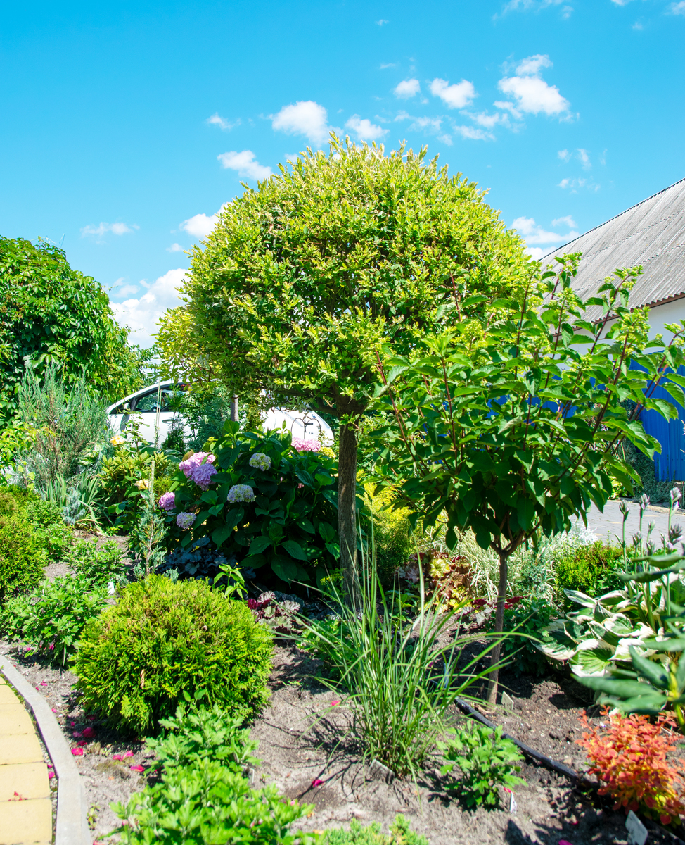 门口放桂花树好吗？风水寓意及注意事项 - 详解