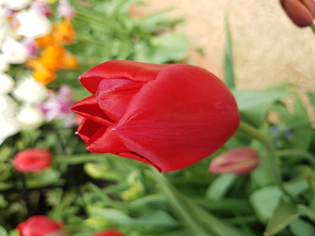 红色文化艺术组织只有总经理、艺术总监、品牌策划经理、节目编导、行政主管以及宣传专员的组织的组织架构表和优缺点