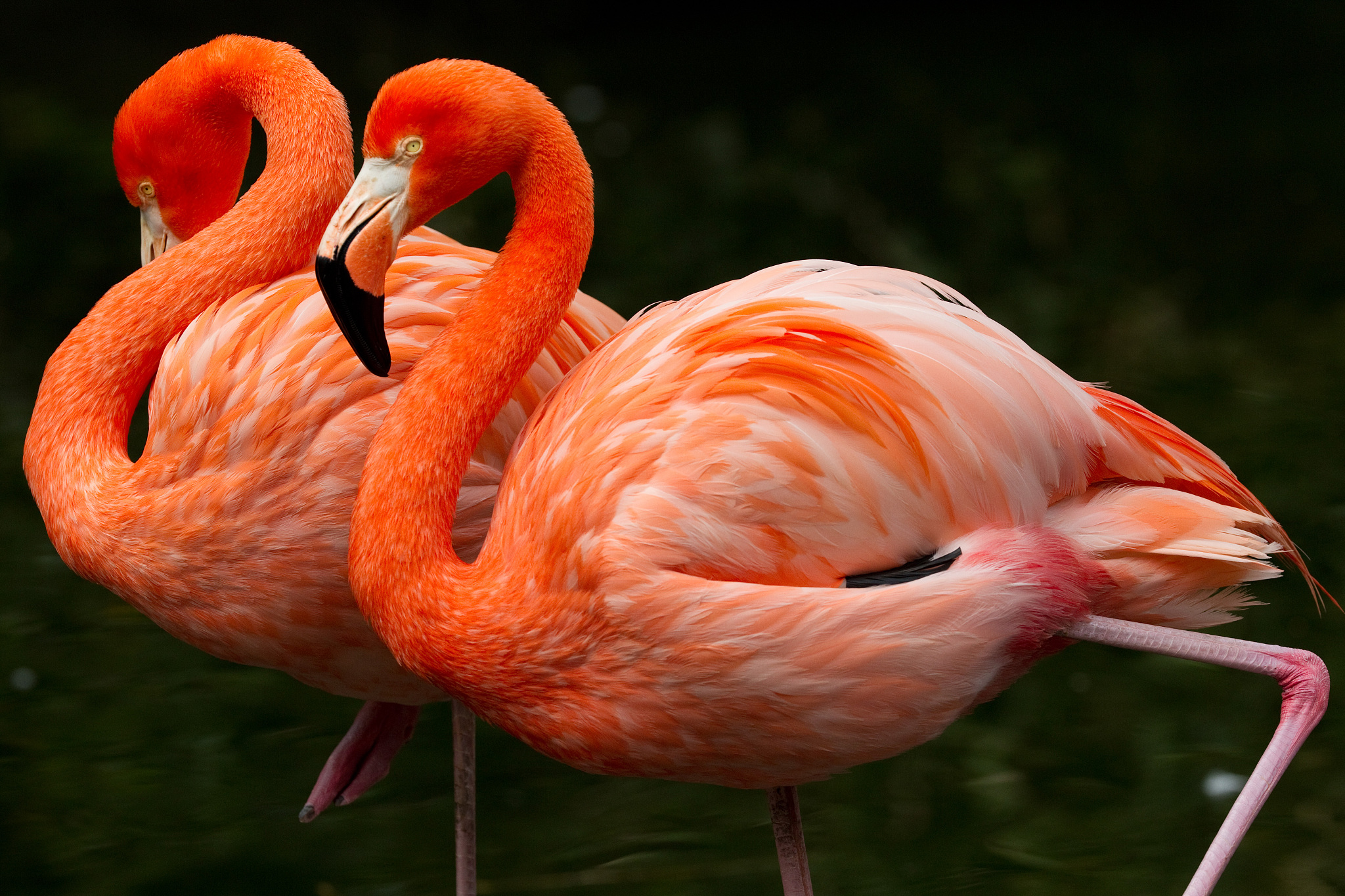 燃烧工程科学原理应用：复杂工程问题识别与分析