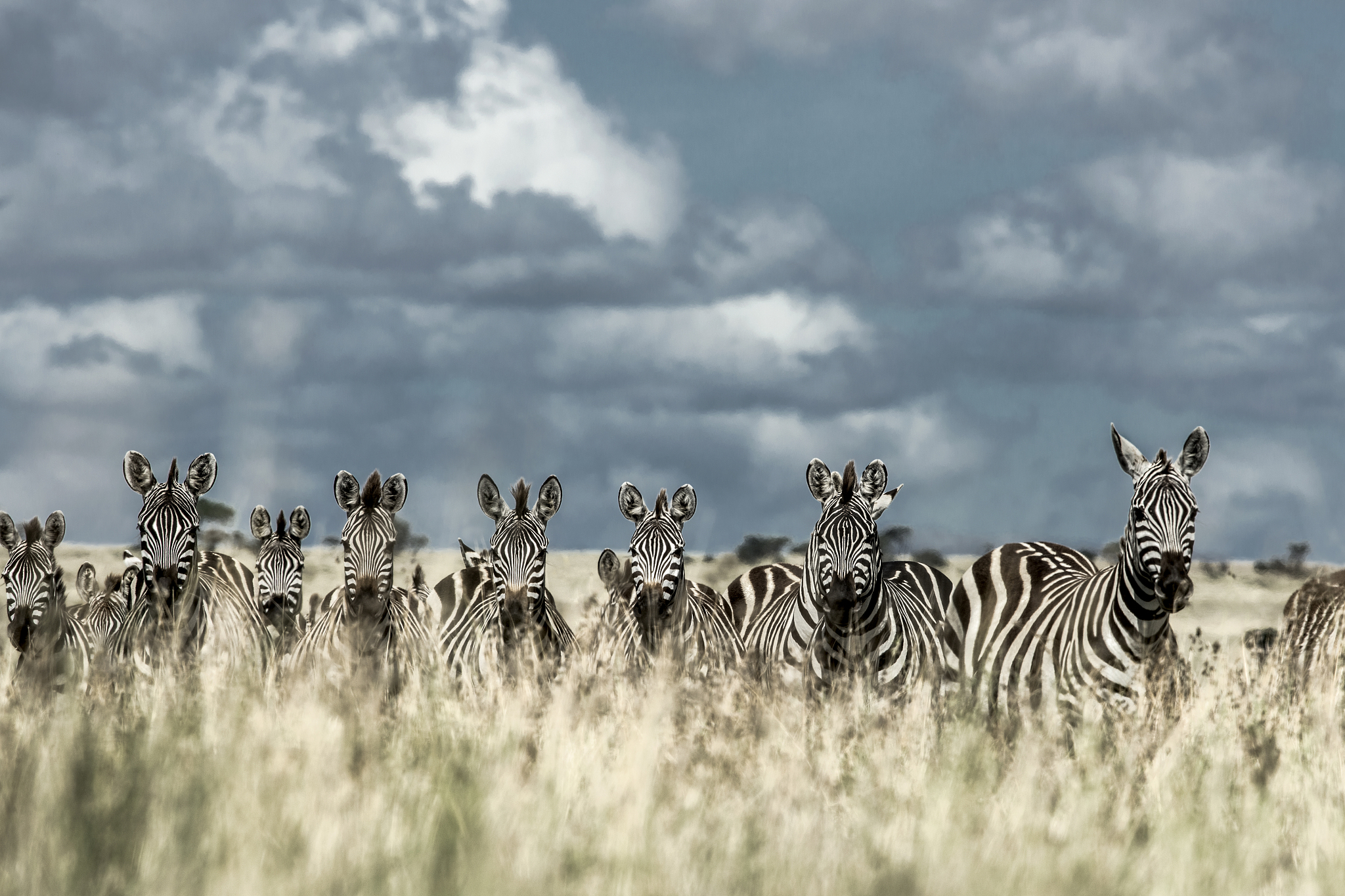 herd of zebra in the wild savannah, serengeti, africa