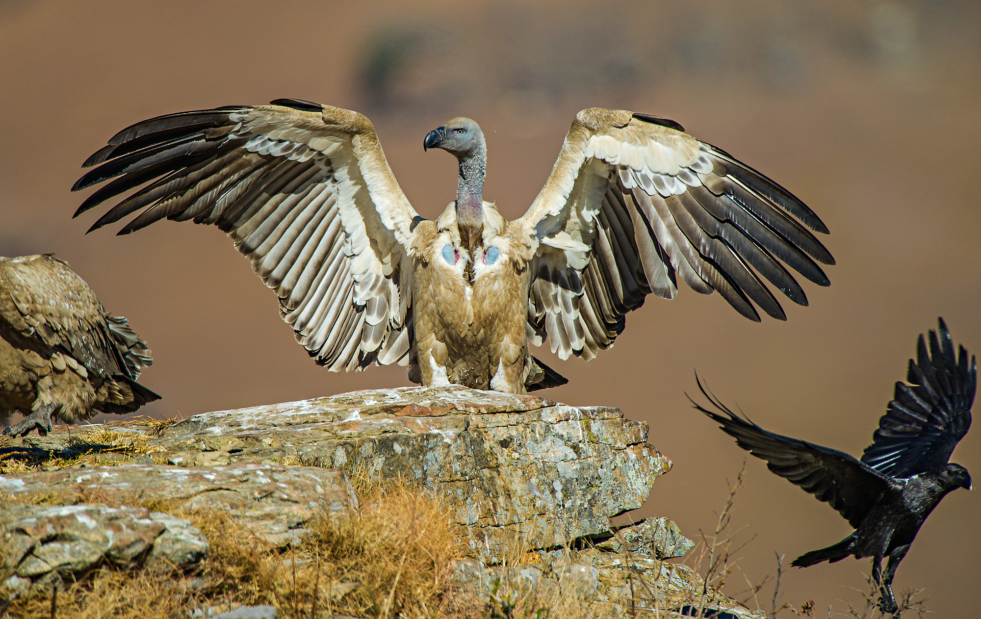Strongest Bird: Fordy Ford vs. Other Contenders