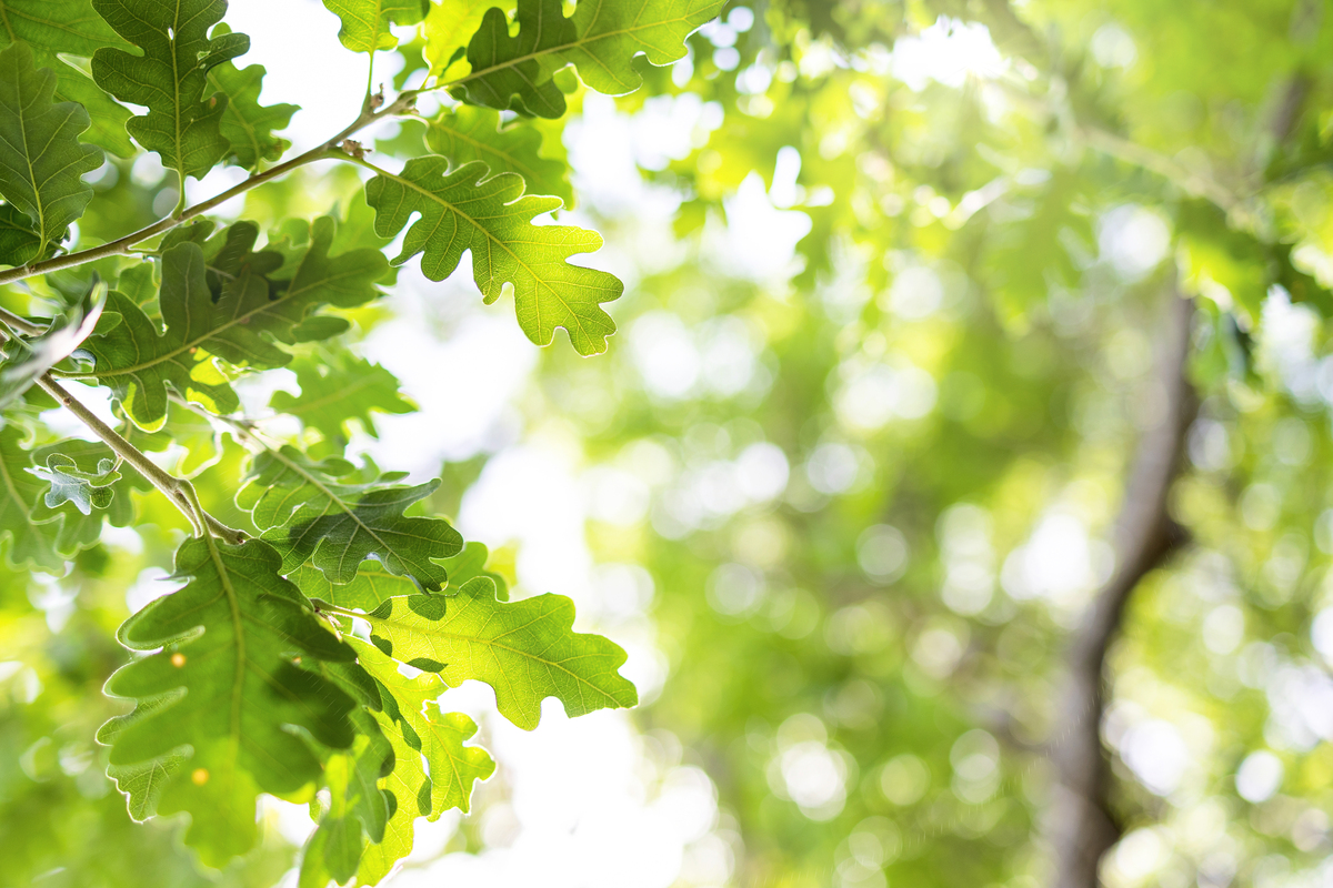 夏日午后：宁静美丽的自然环境描写