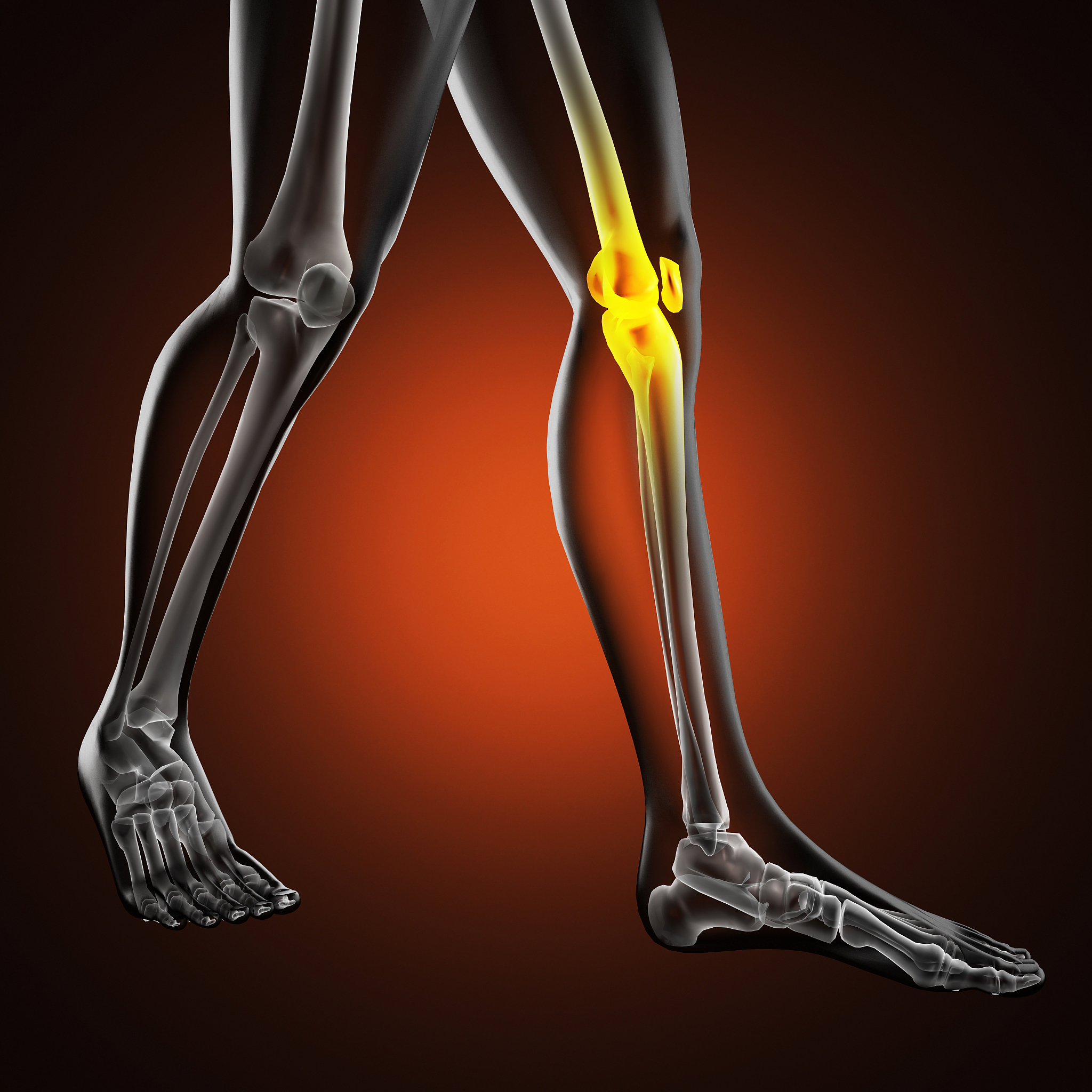 以跟腱的解剖结构和生理功能为题写五百字