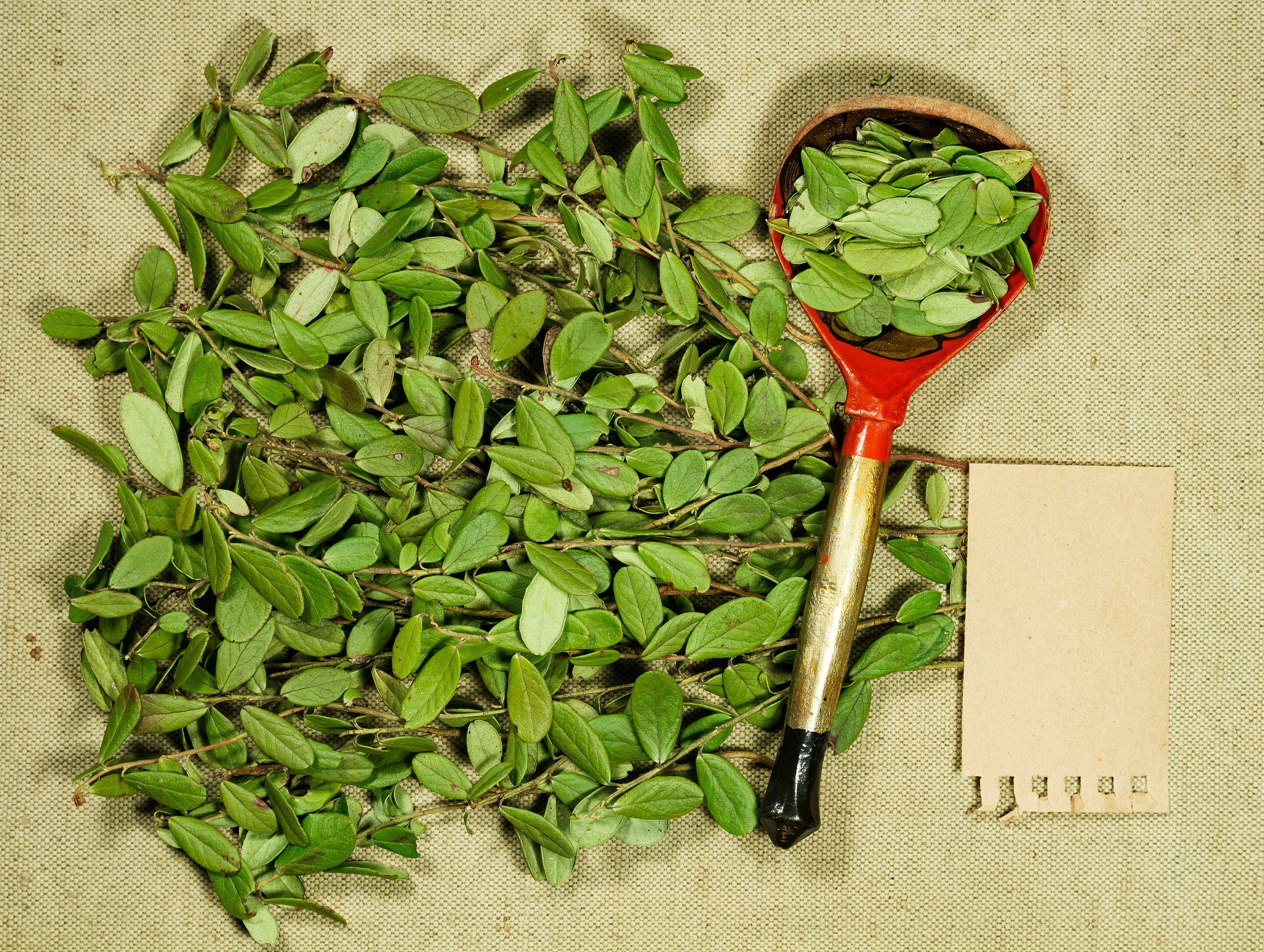 矮茶的功效与作用禁忌，