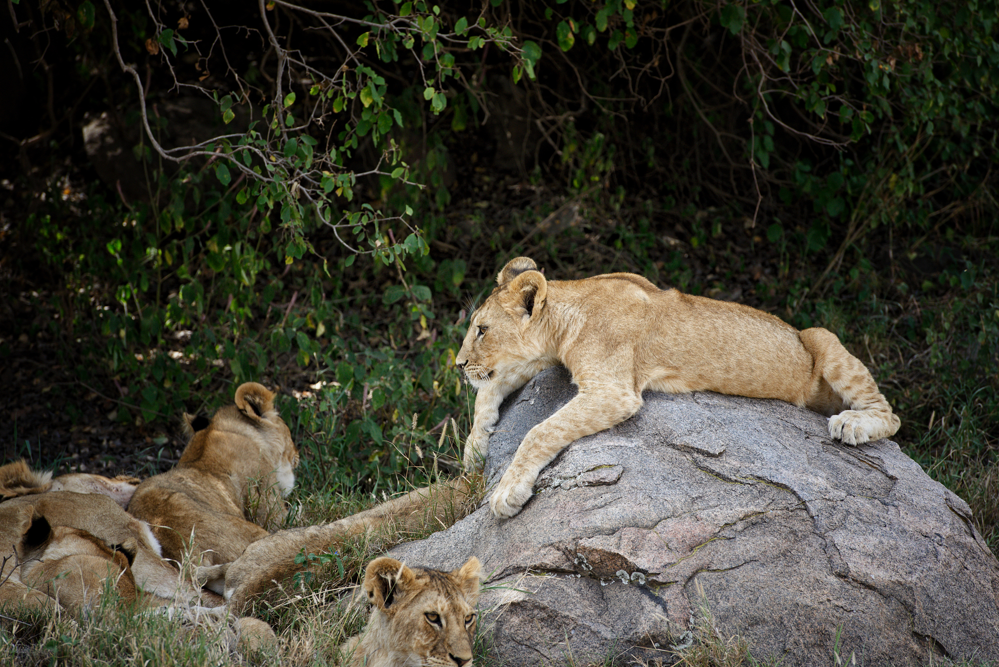 herd of lionesses with their cubs resting after a hard night of 