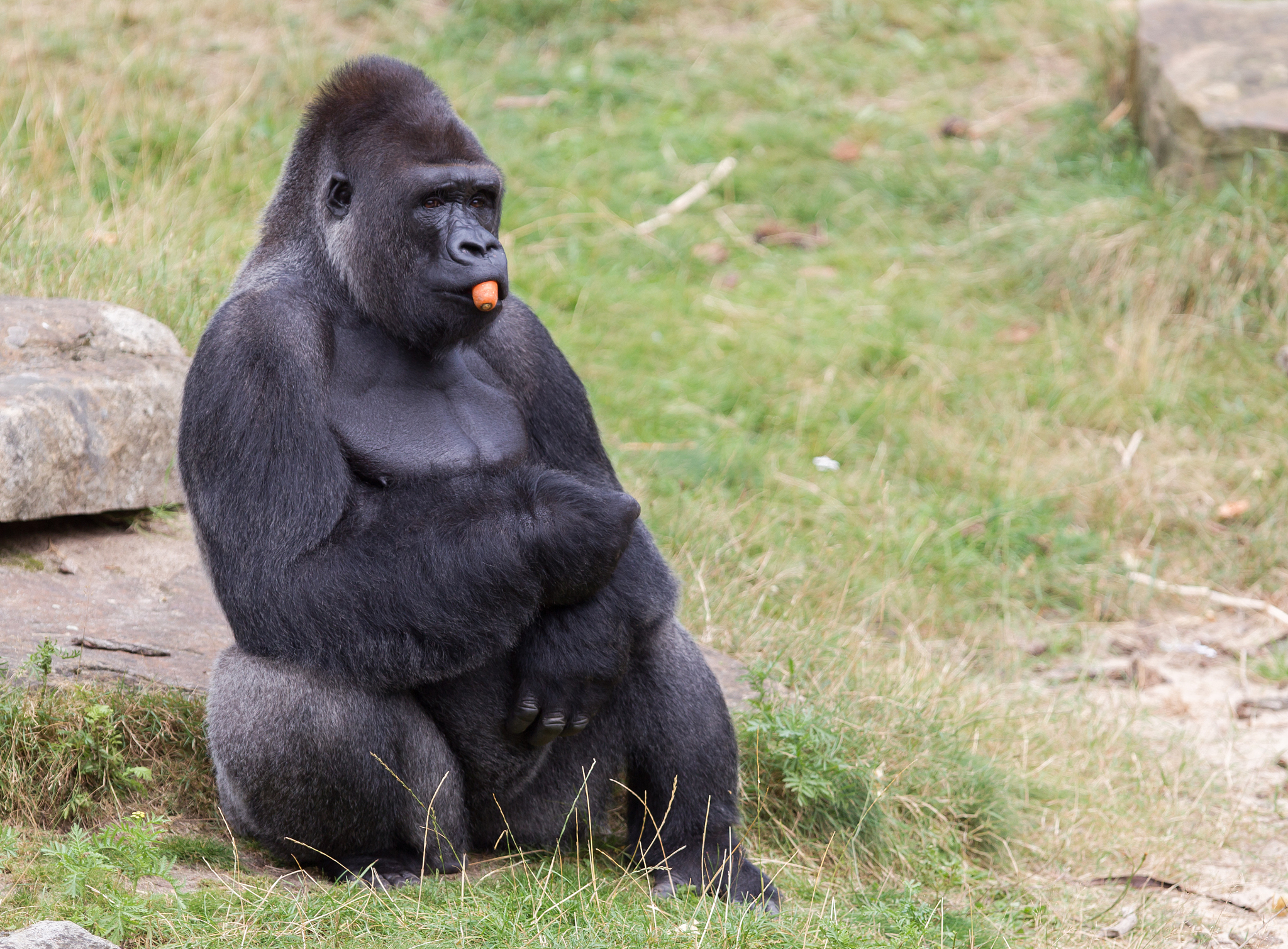 silver backed male gorilla