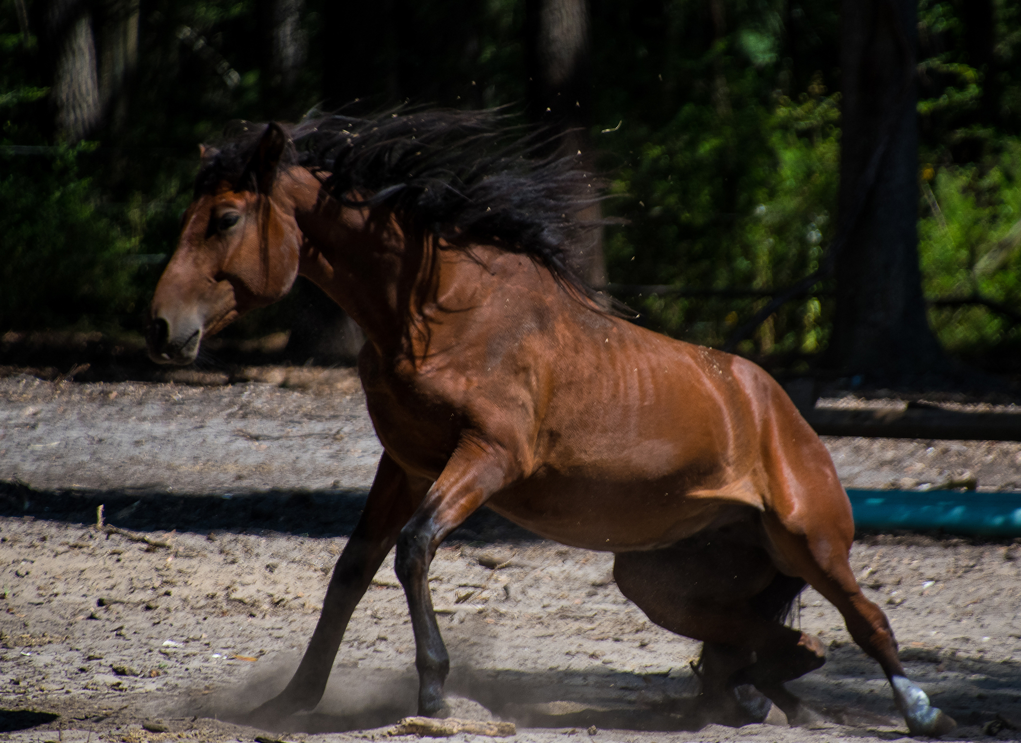 wildlife of daufuskie