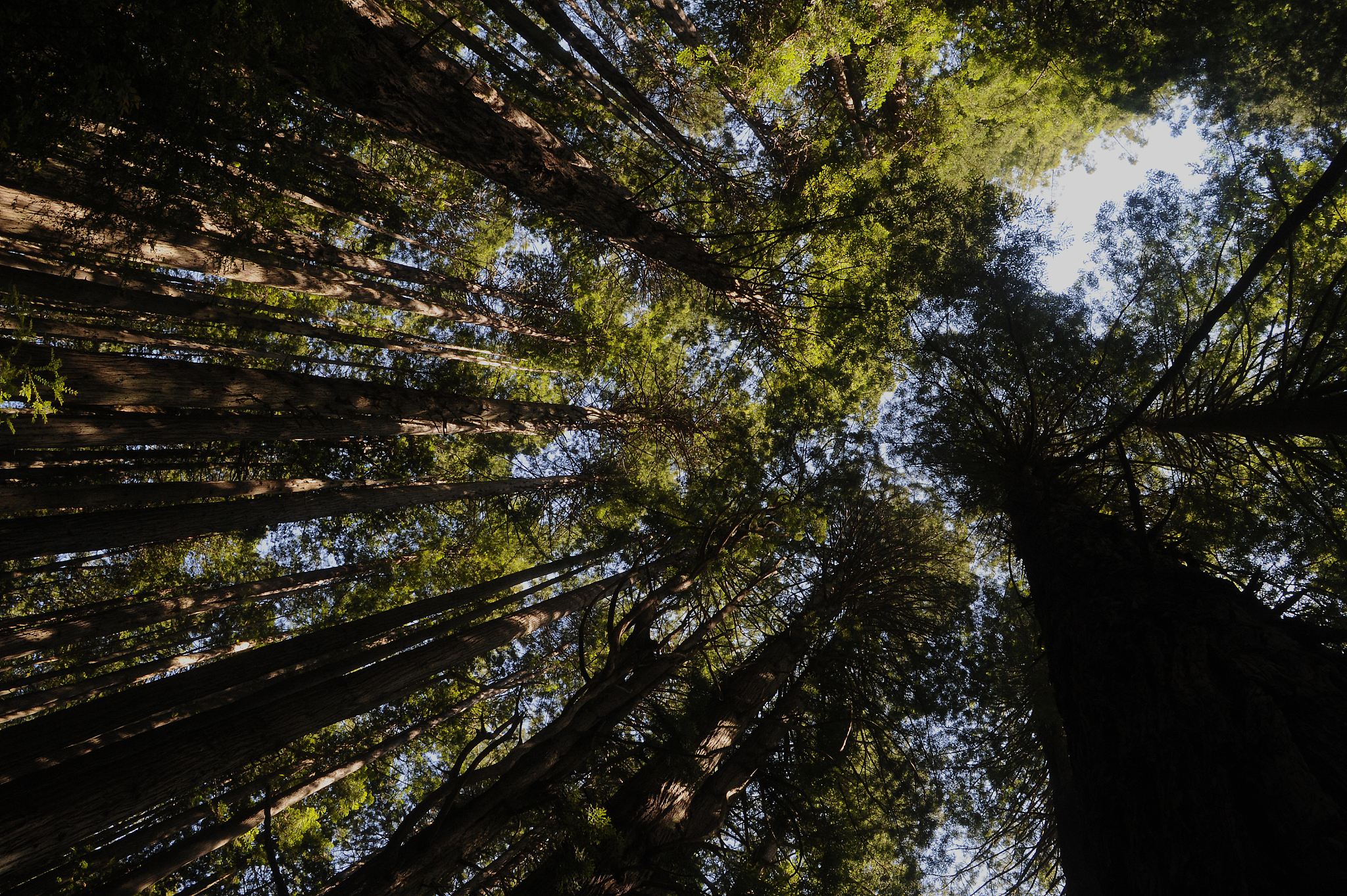 《见树又见林》读后感：关于心灵成长的思考