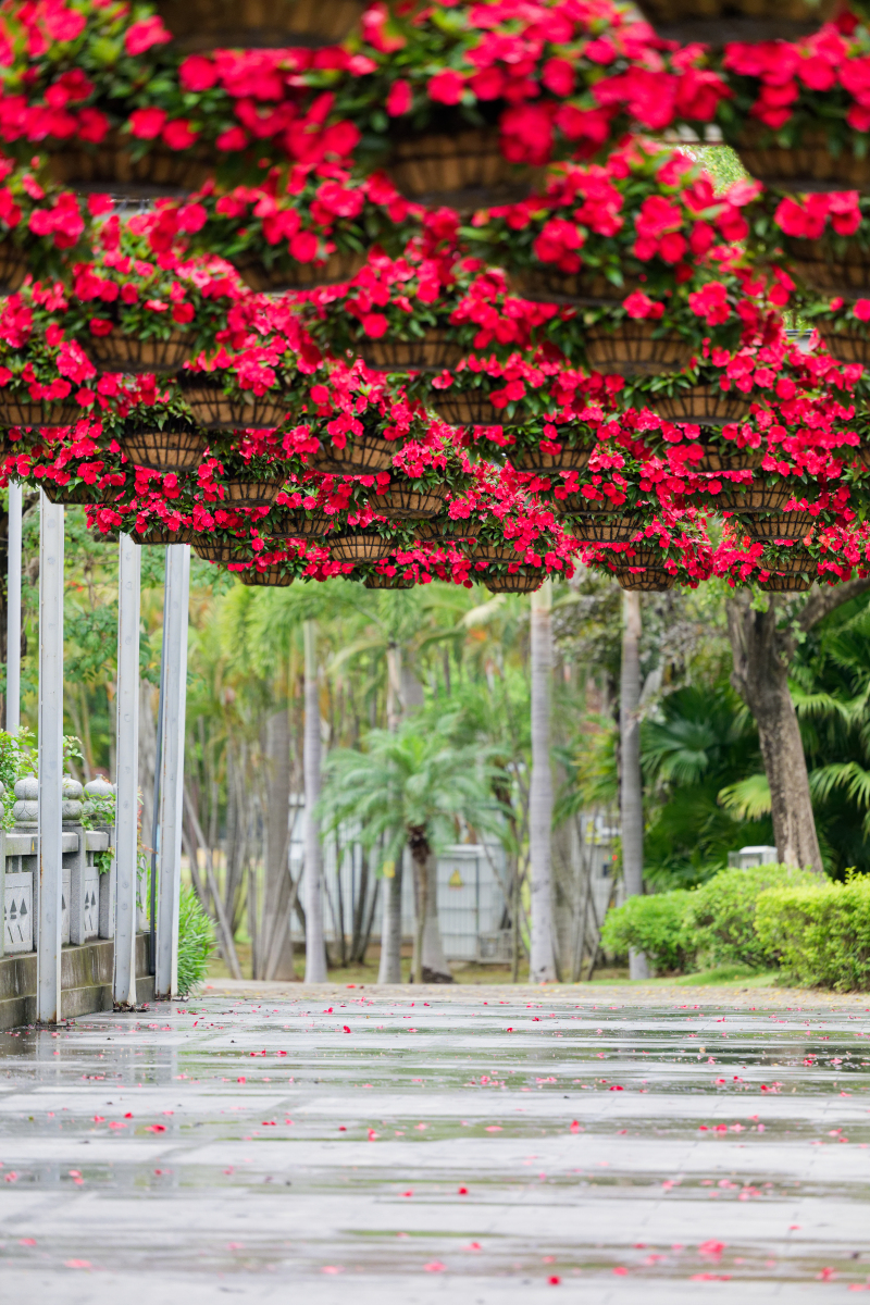 雨后的清晨院子里绿油油的有紫薇月季三角梅也有自己种的葱有蜗牛有狗空气非常清新用五言律诗描述一下。要押韵